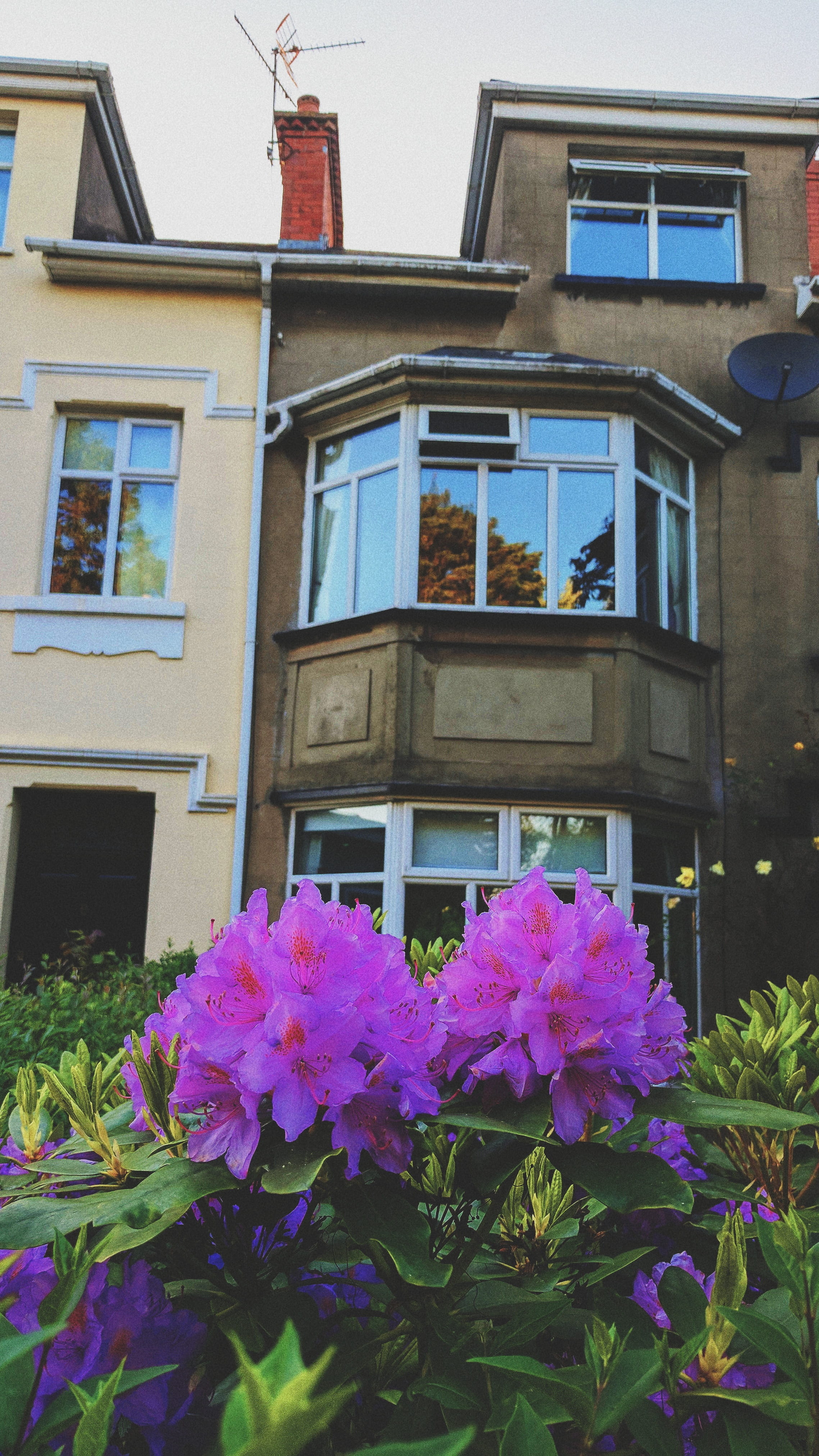 built structure, architecture, building exterior, window, flower
