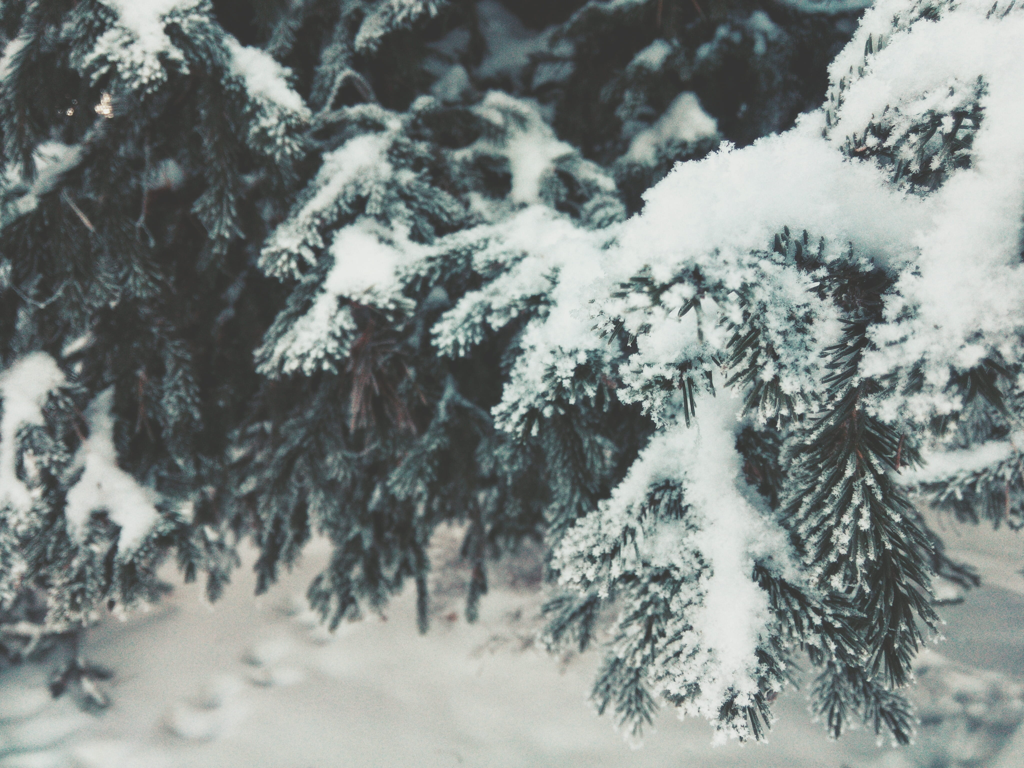 branch, snow, snowing, forest, winter, white, cold temperature