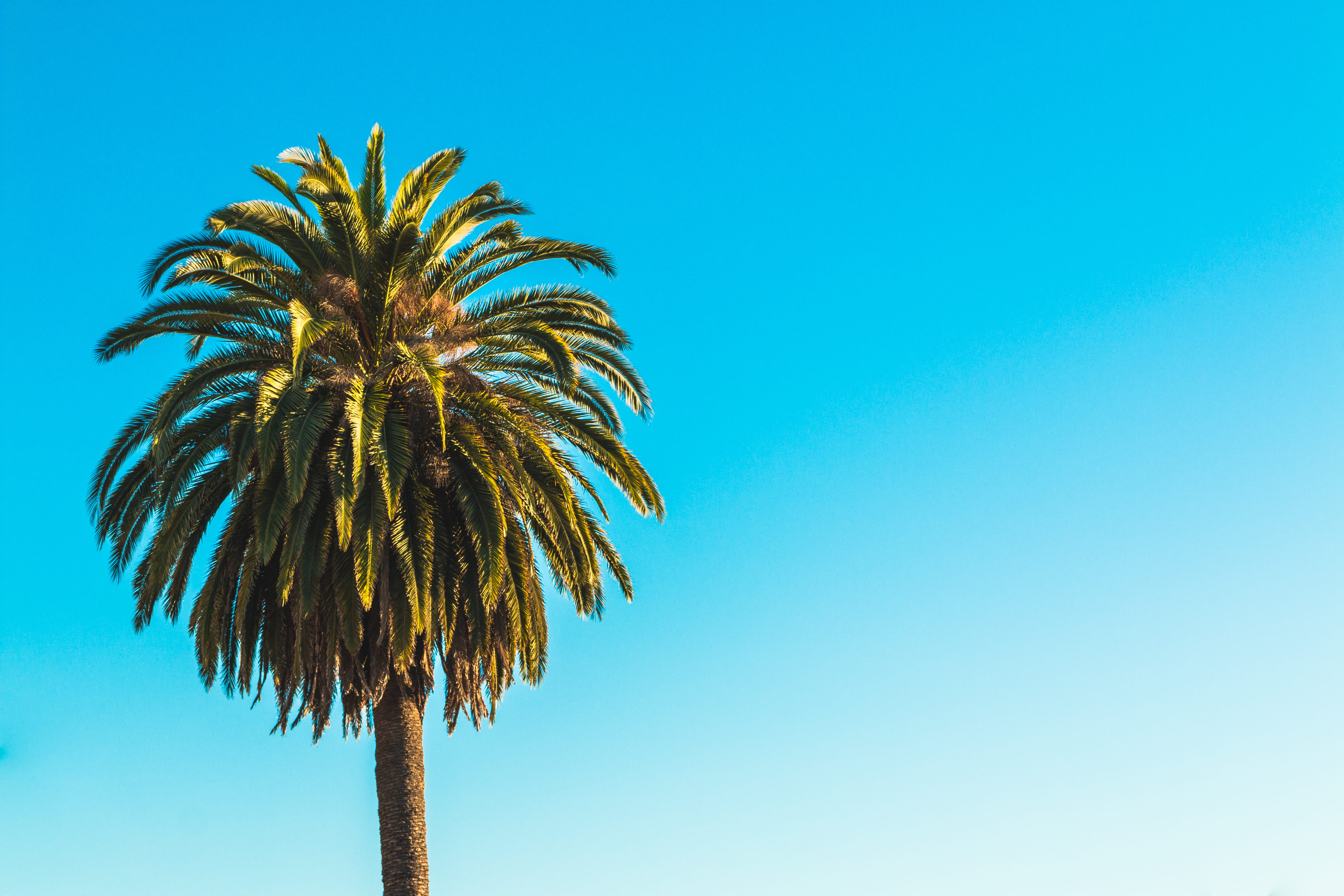 green palm tree, tropical climate, sky, blue, date palm tree