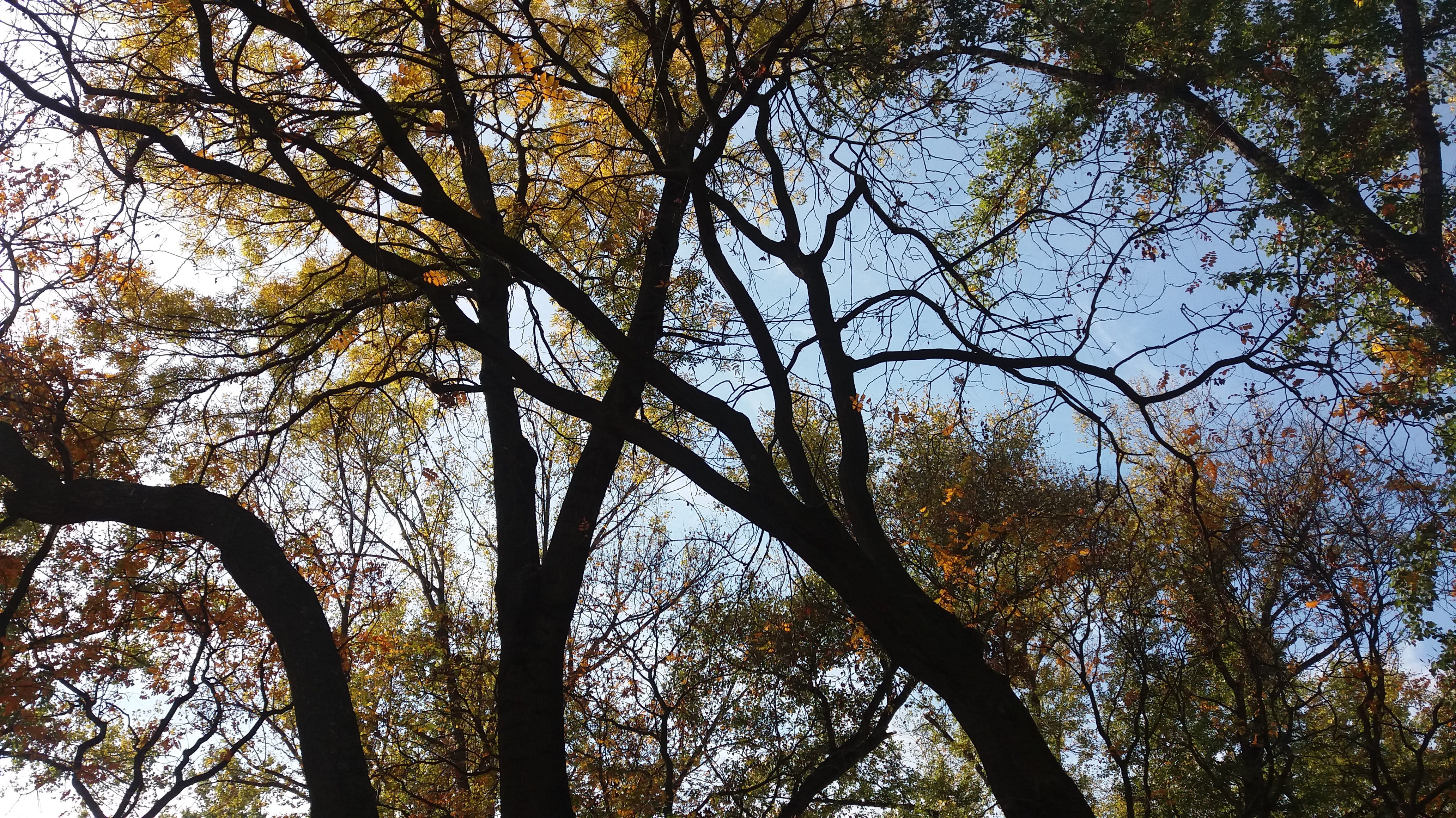 serbia, belgrade, tree, plant, low angle view, tranquility