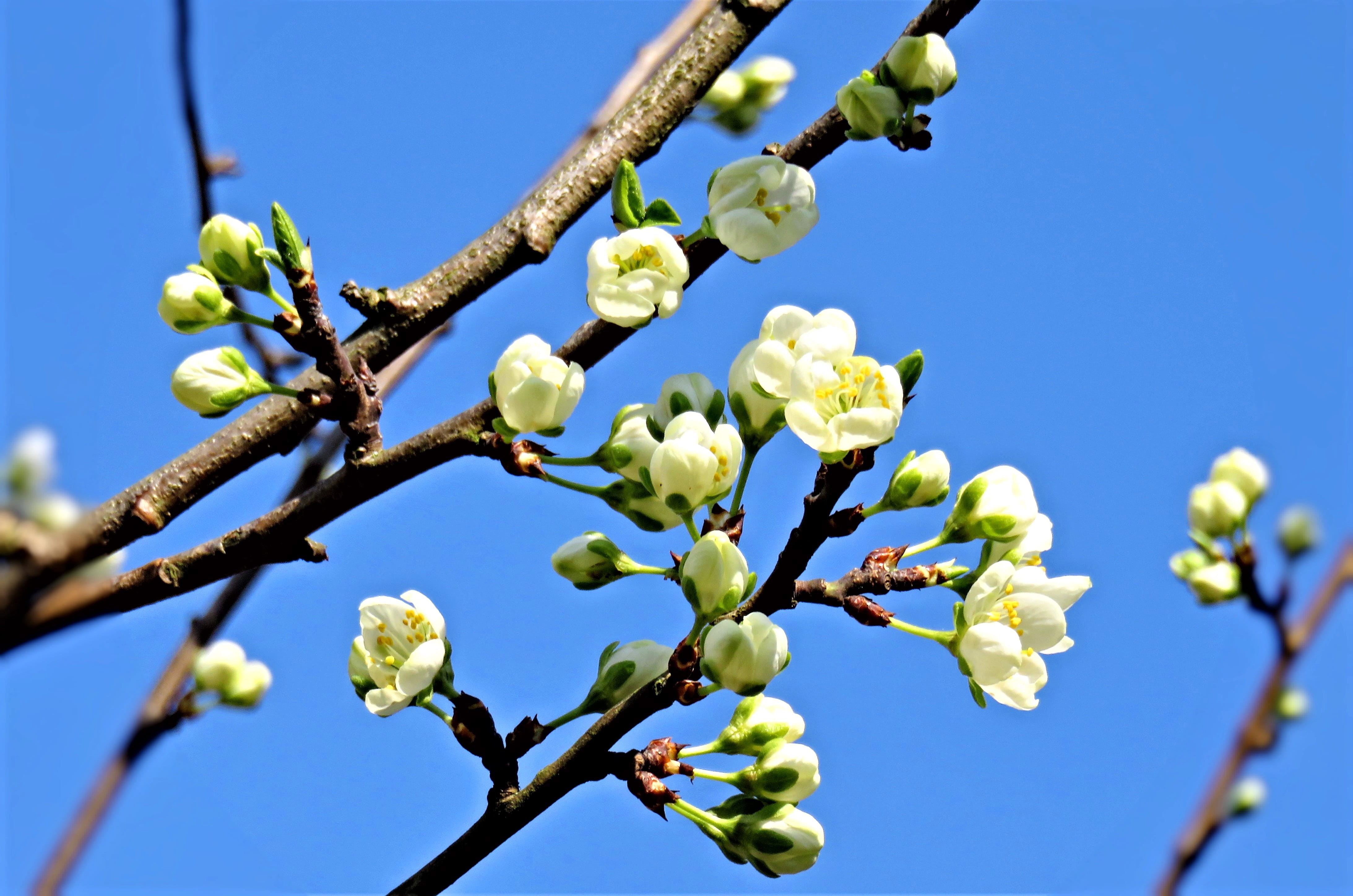 blossom, plum tree, fruit tree, spring, white flowers, bud