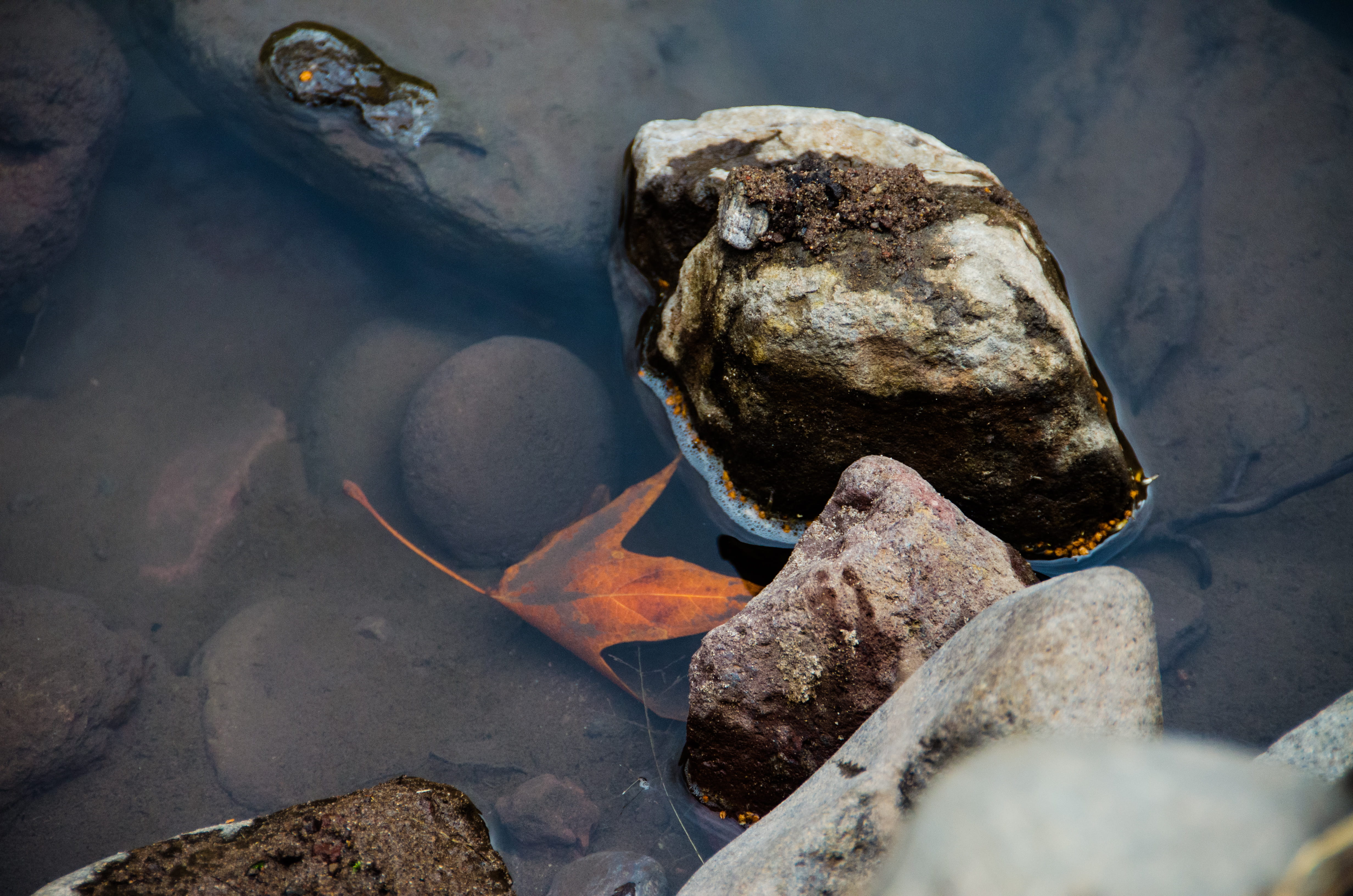 water, fall, leaf, solid, rock, rock - object, stone - object