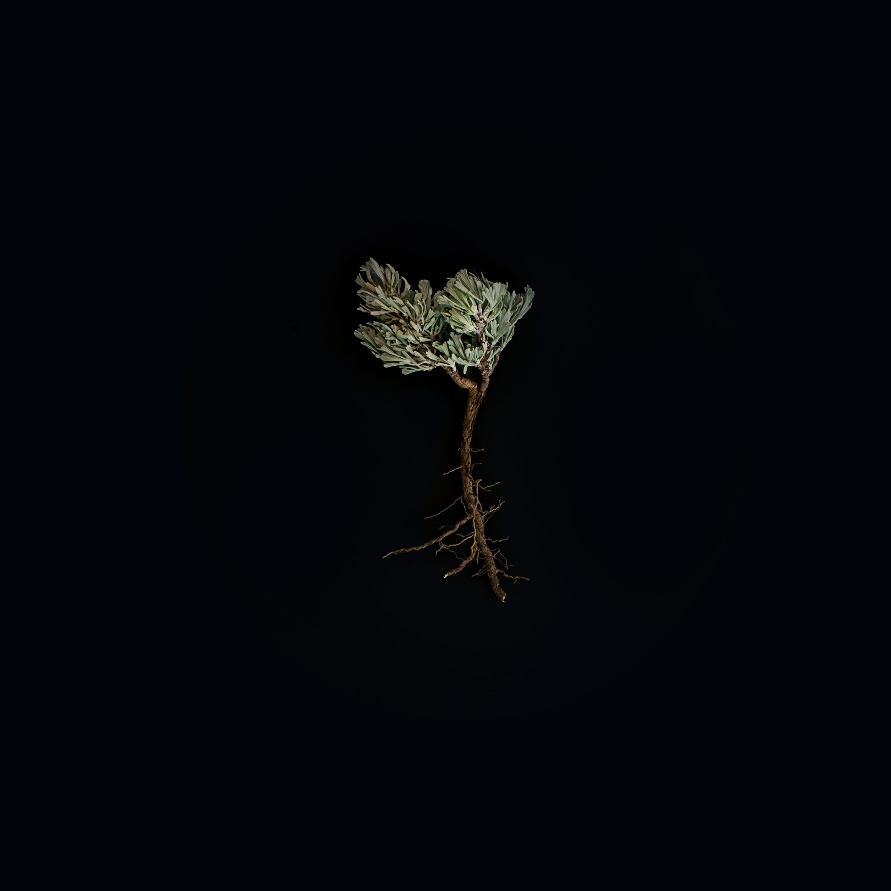 green-leafed plant, studio shot, black background, copy space