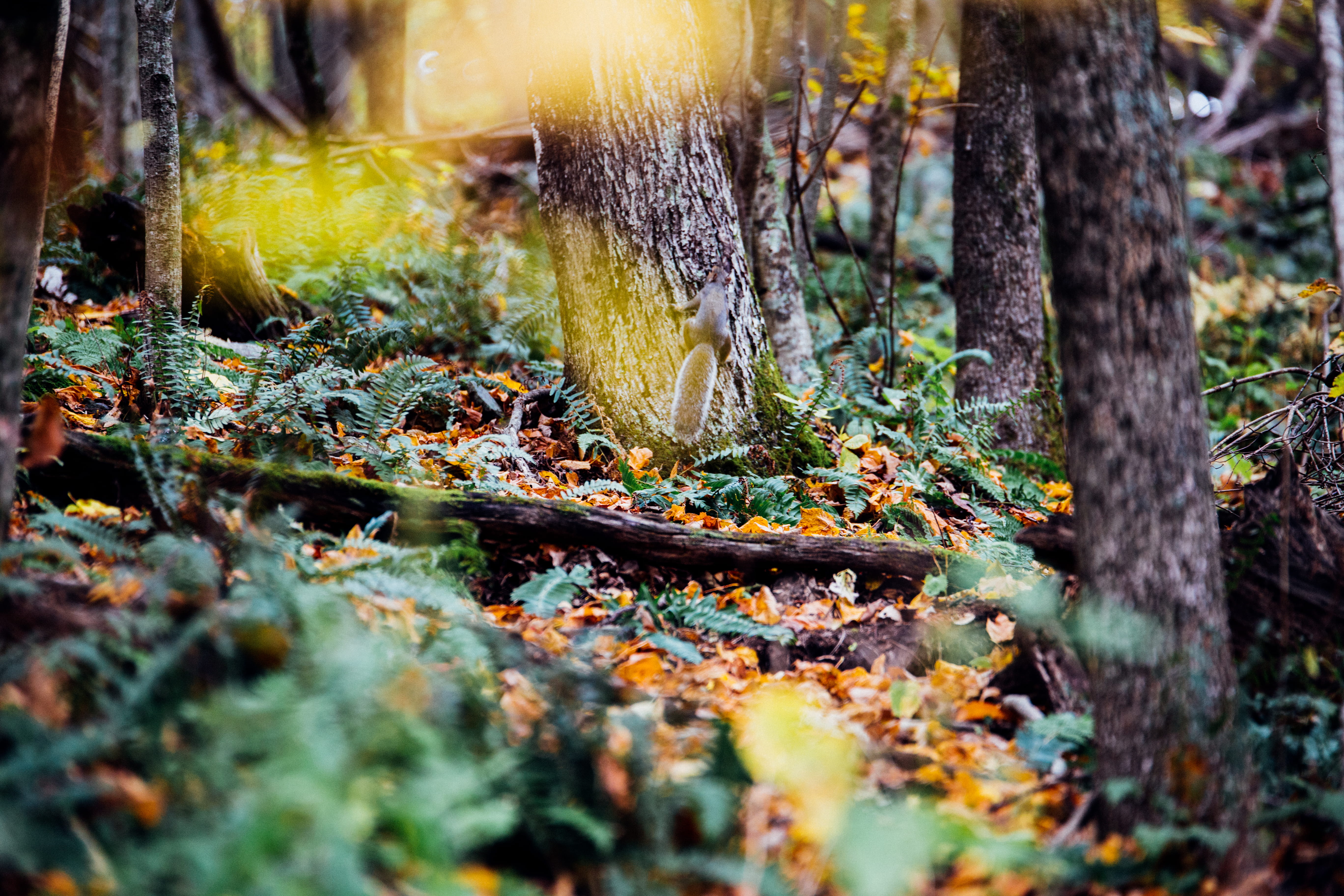 animals, trees, plant, land, forest, tree trunk, nature, selective focus
