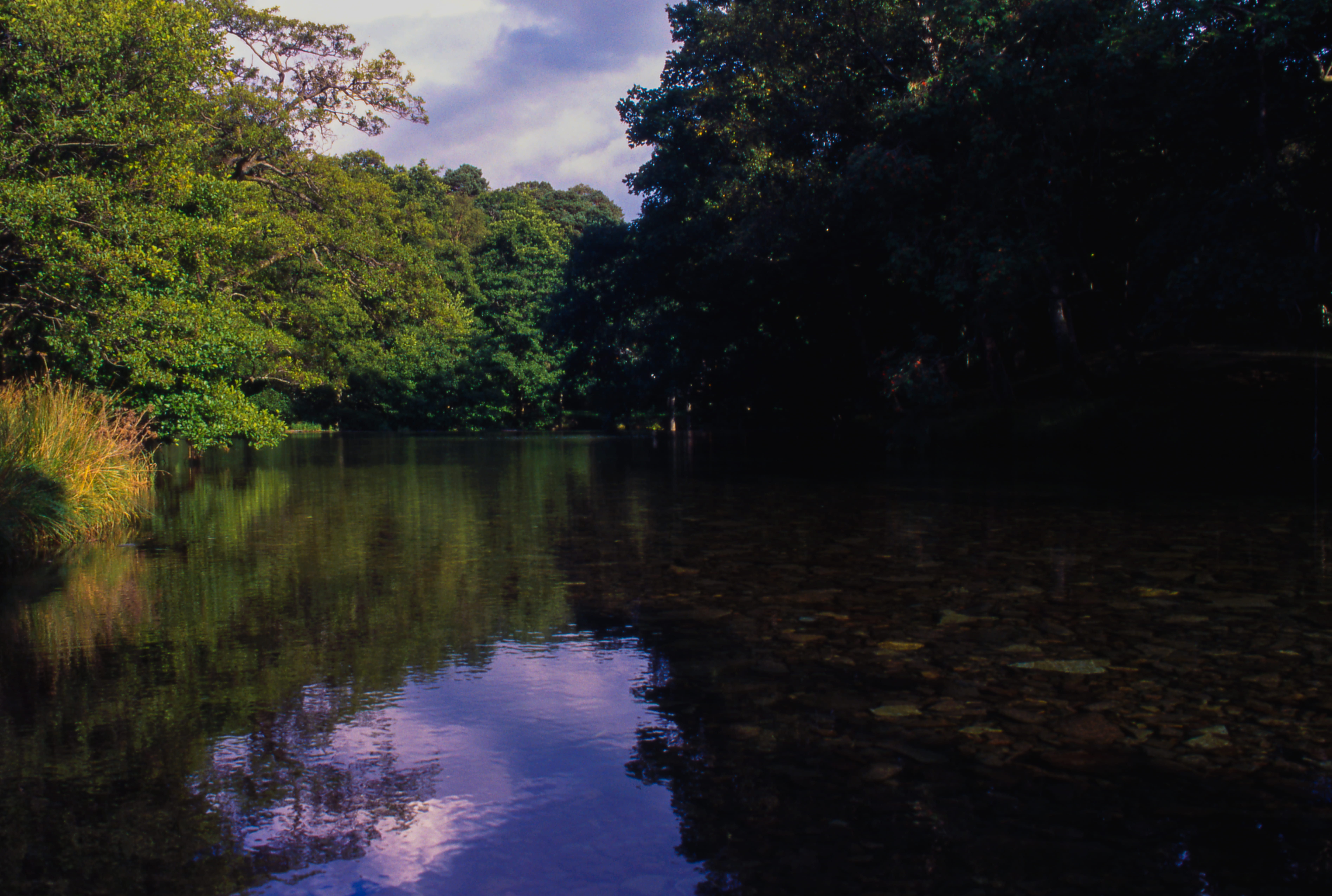 water, forest, trees, clouds, sunnny, reflection, plant, tranquility