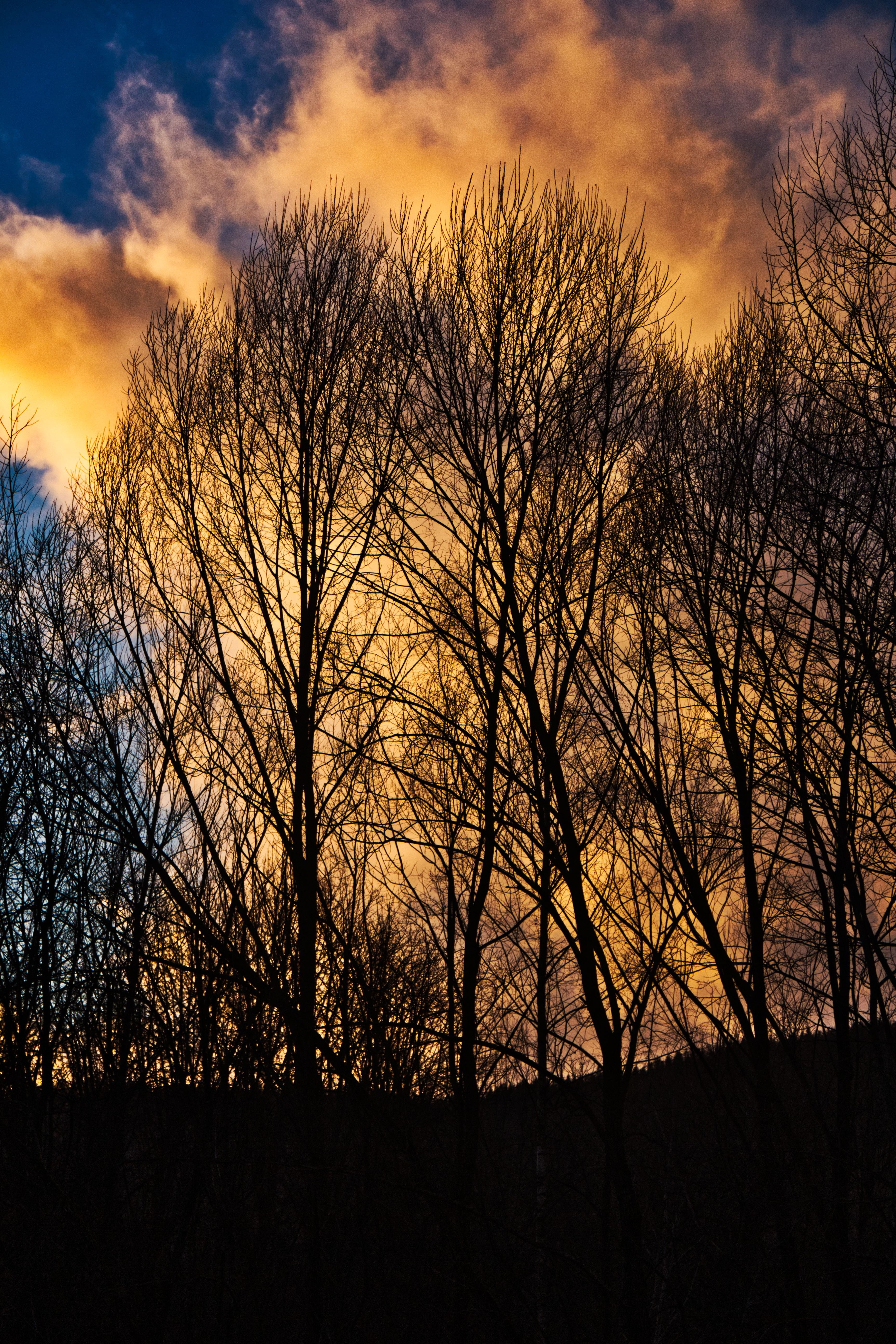 trees, sunset, landscape, sky, clouds, twilight, evening, forest