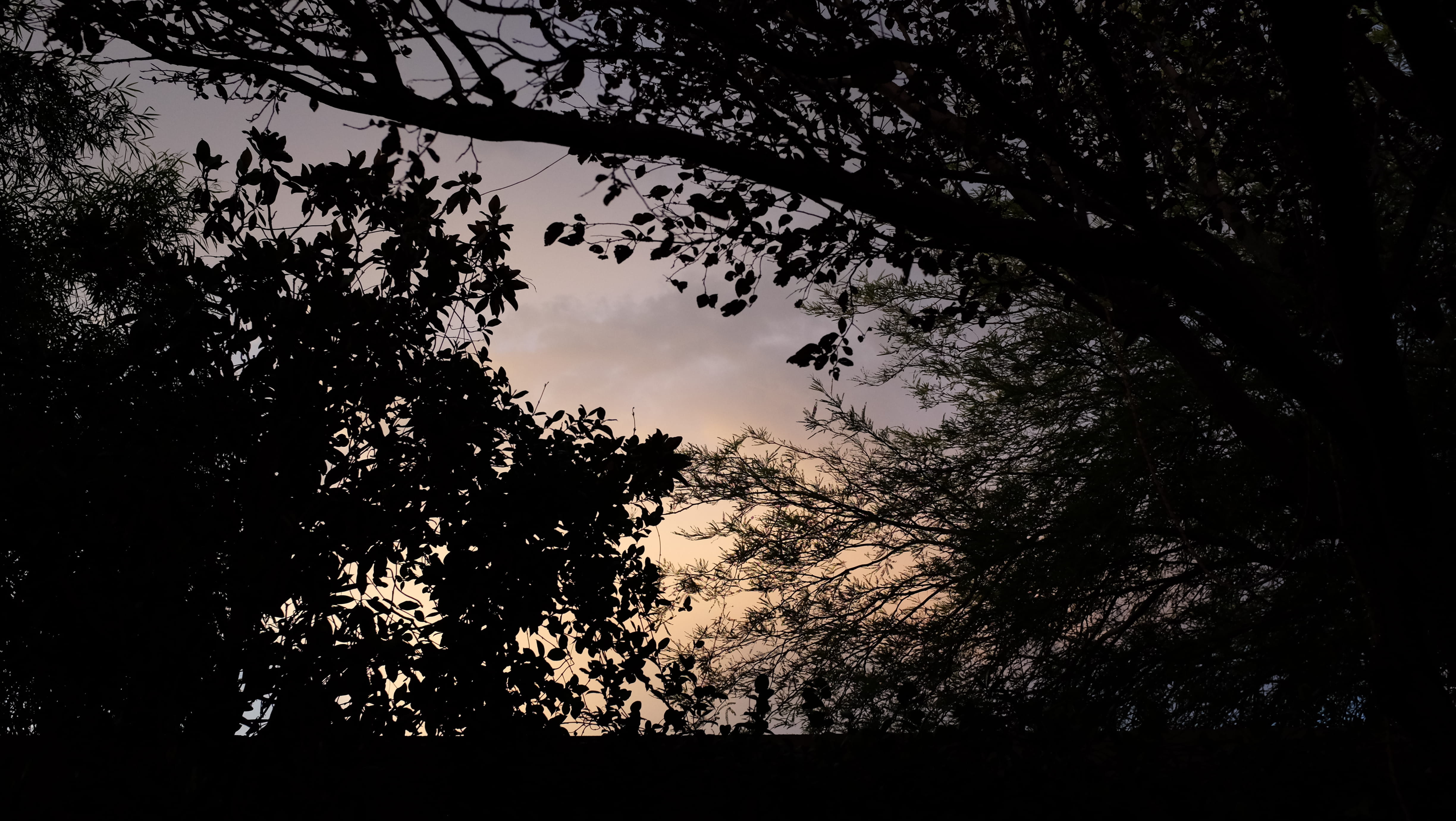 sunset, trees, plant, silhouette, sky, tranquility, low angle view