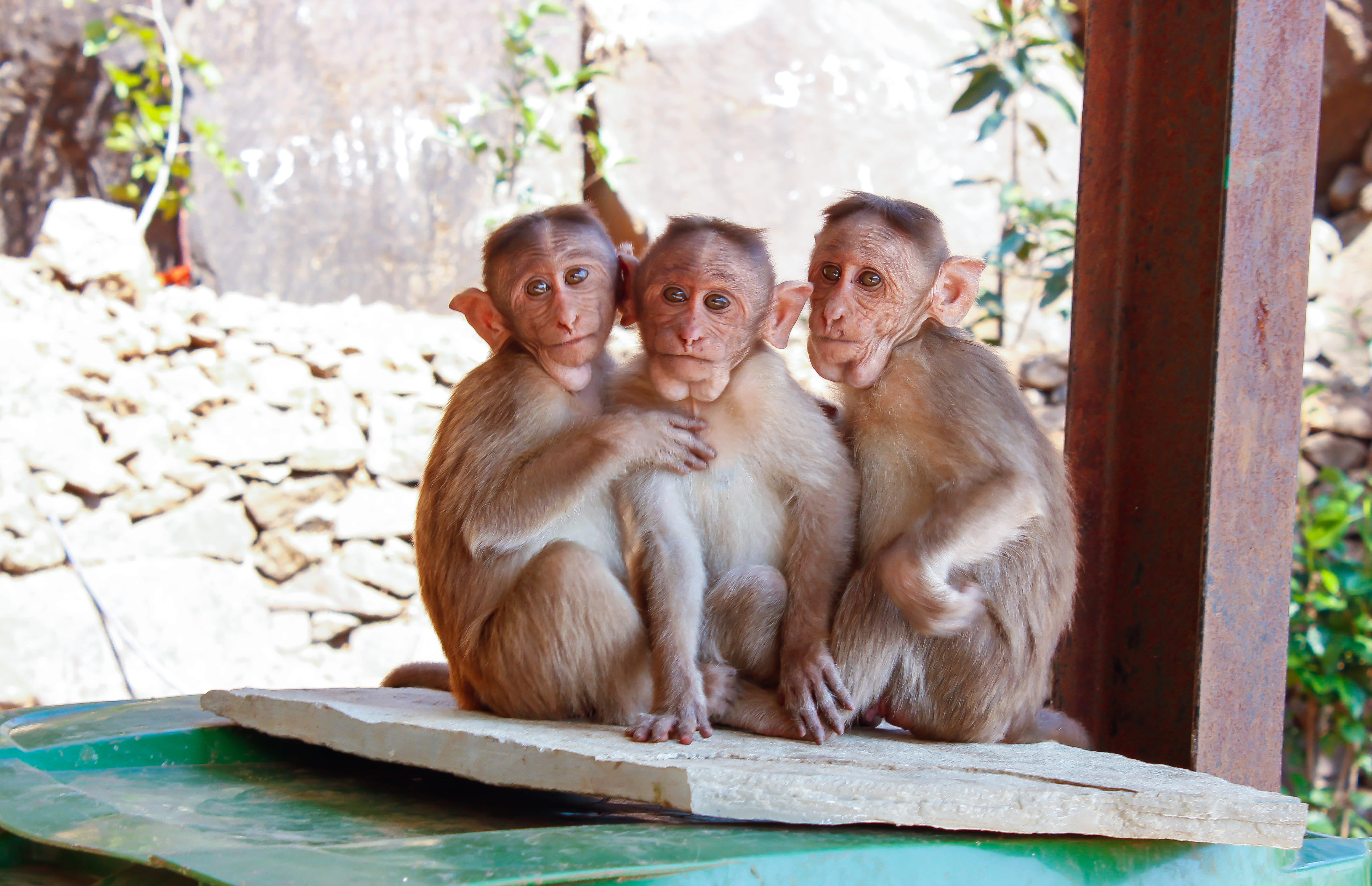 3 Monkeys on Brown Wooden Palette, animal, baby, beam, blur, cute