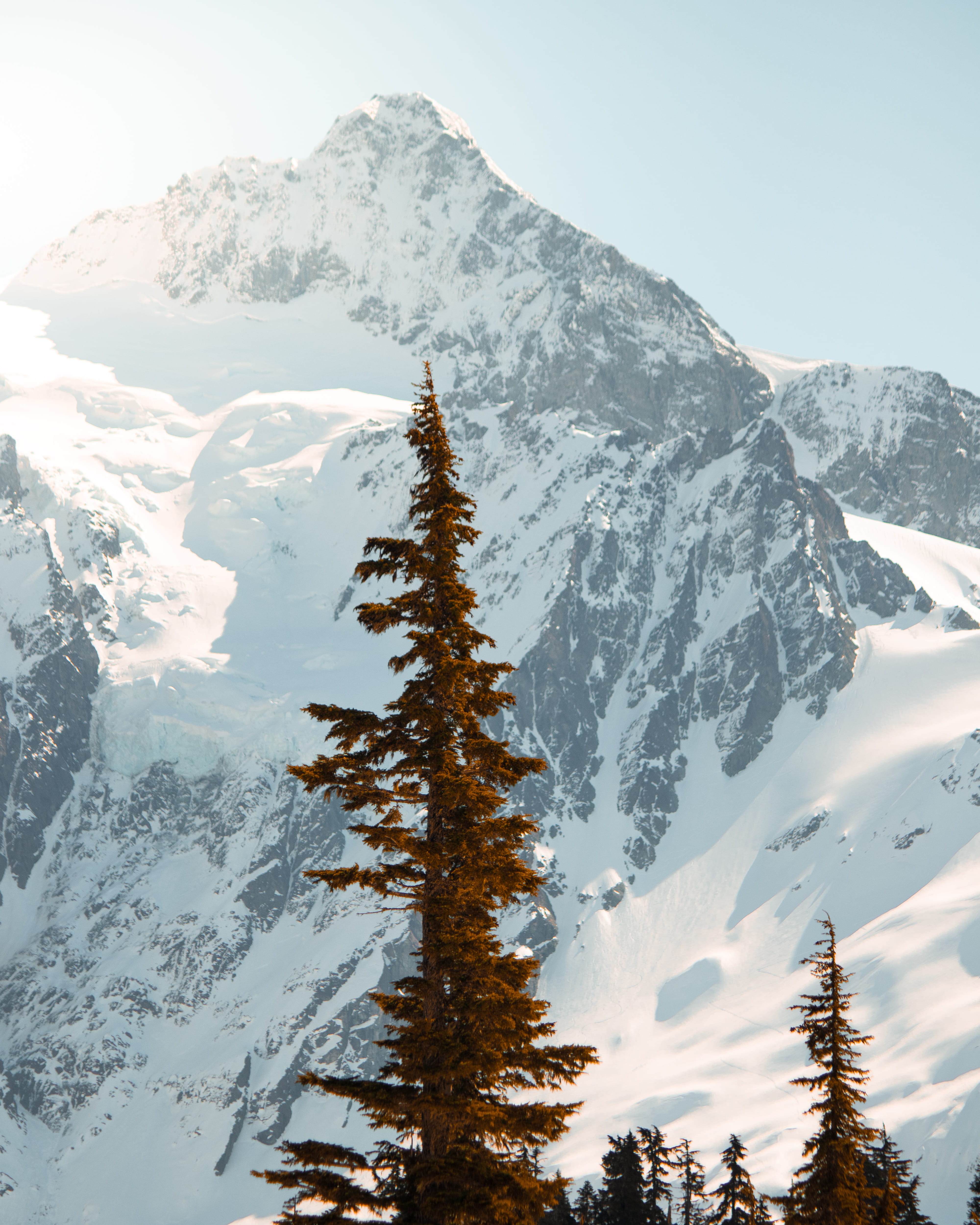 pine tree with mountain background, cold temperature, snow, winter