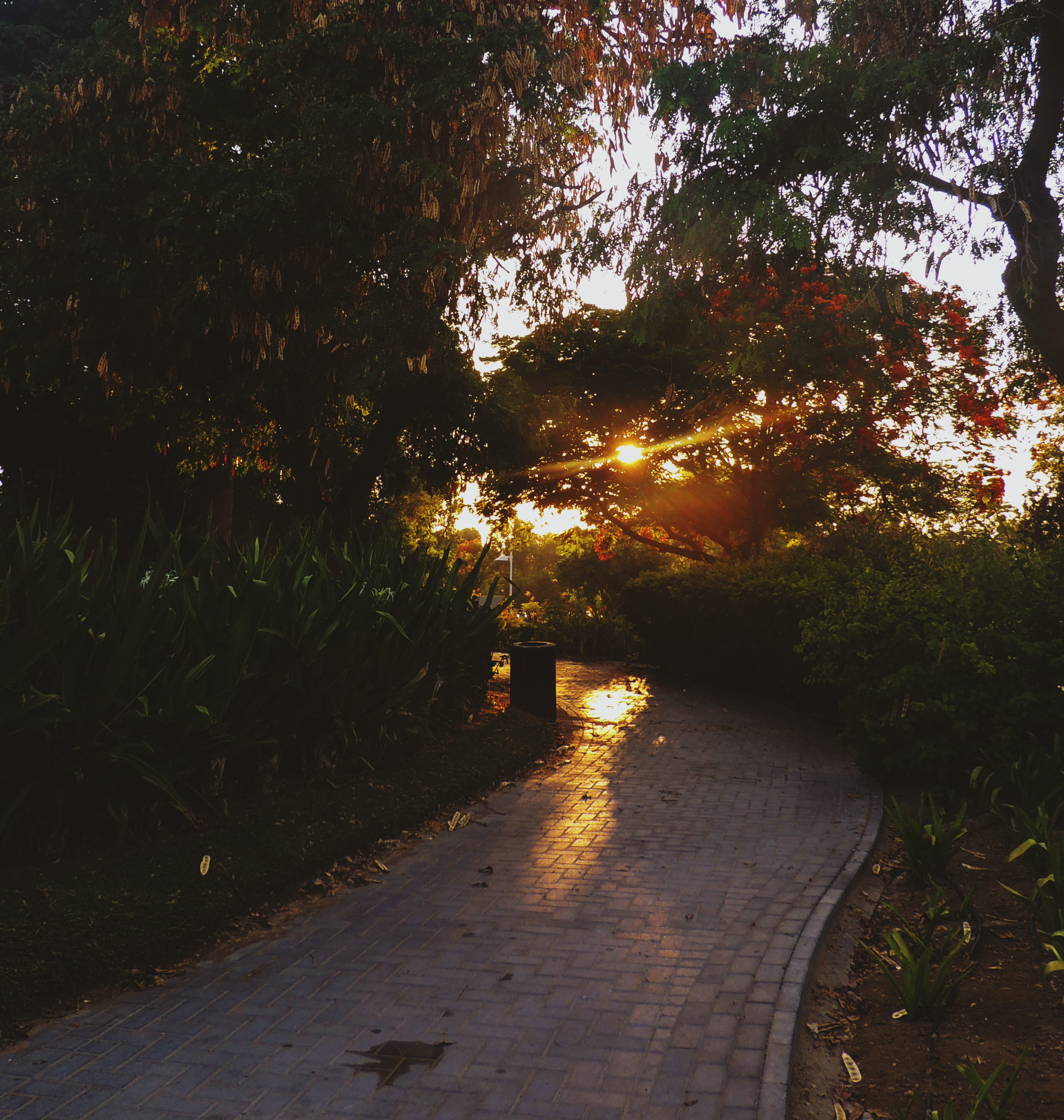 trees, sunset, red, path, plant, tranquility, direction, growth