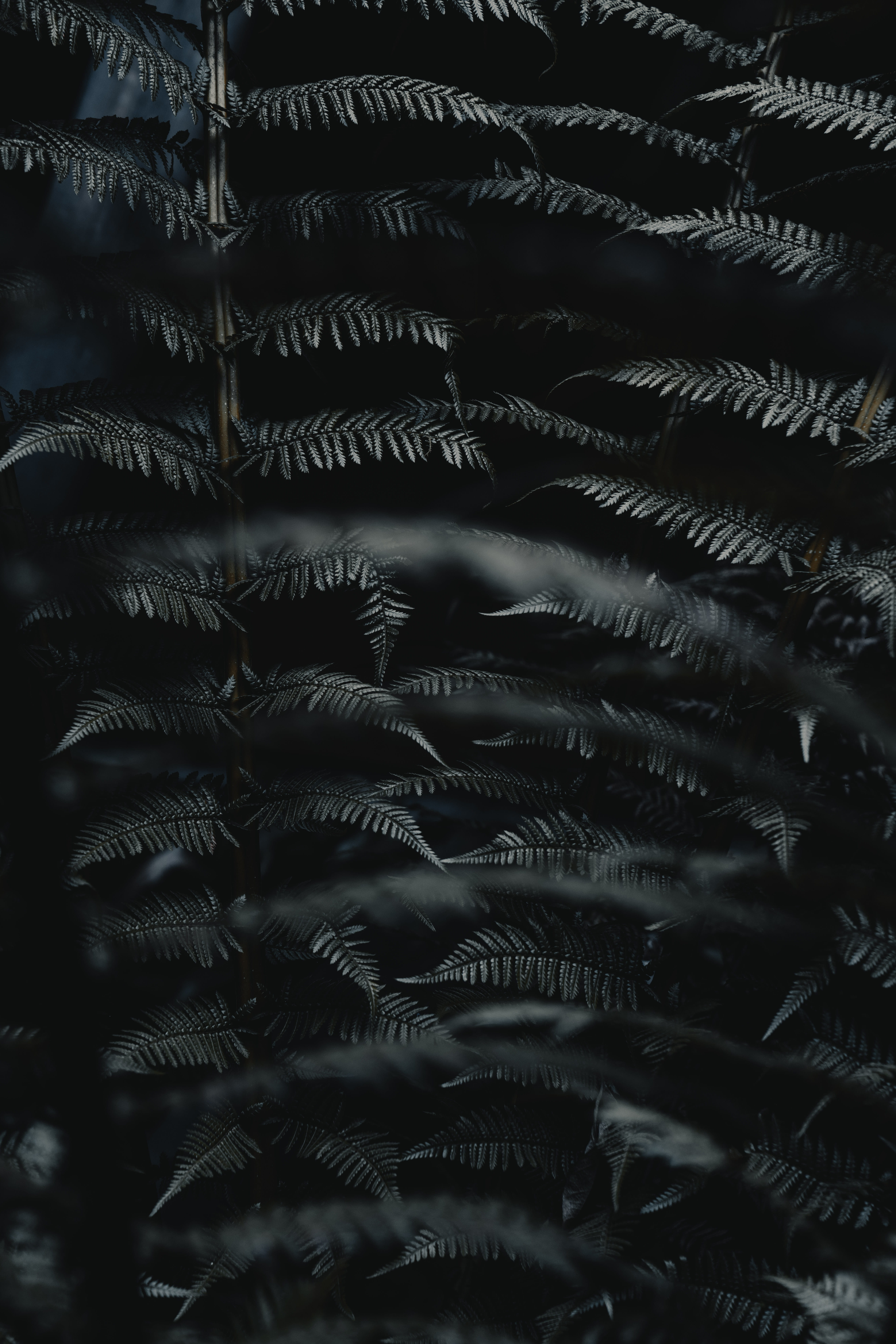 gray leafed trees, backgrounds, full frame, no people, pattern