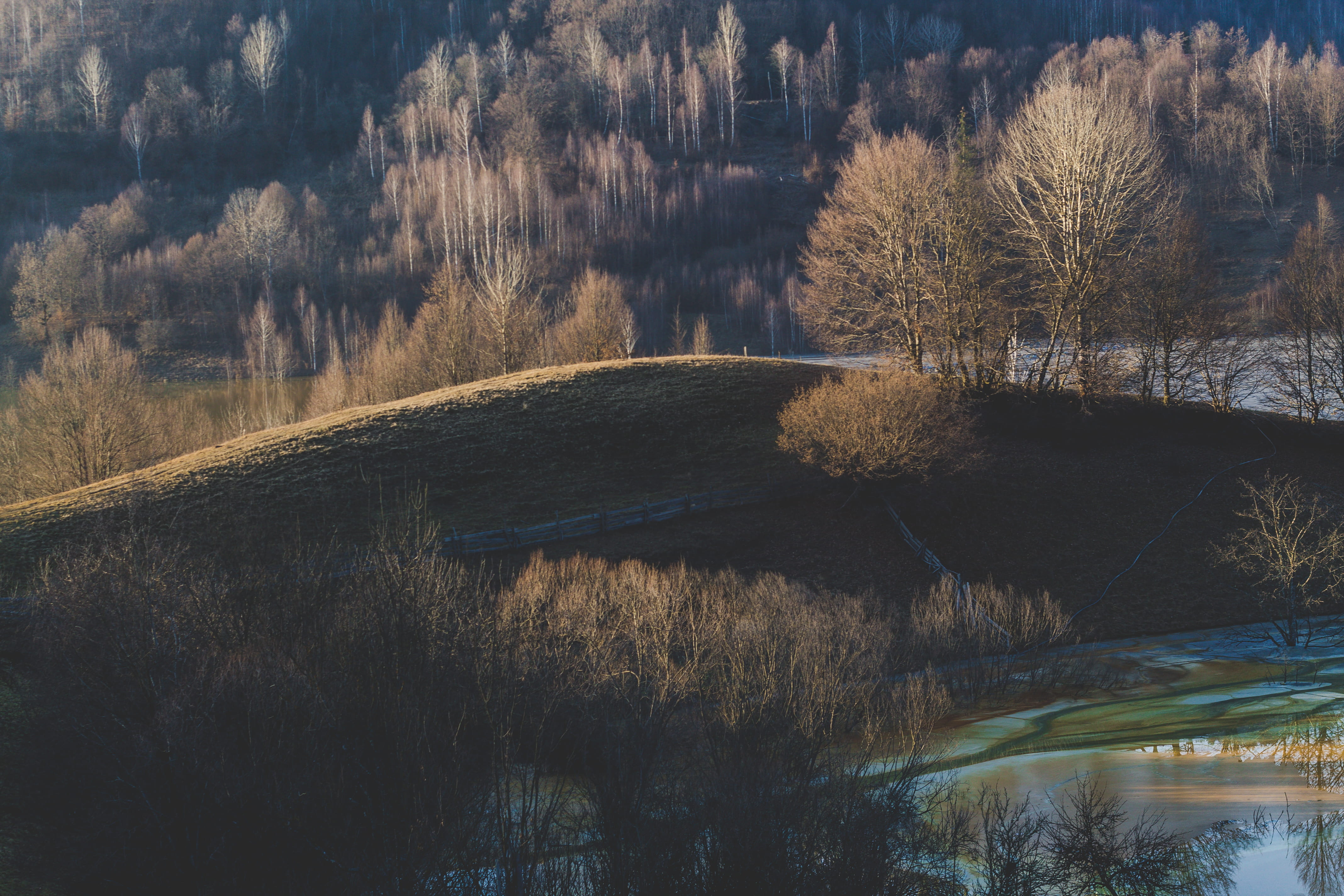 Green Grass Hill Surrounded With Trees, daylight, environment