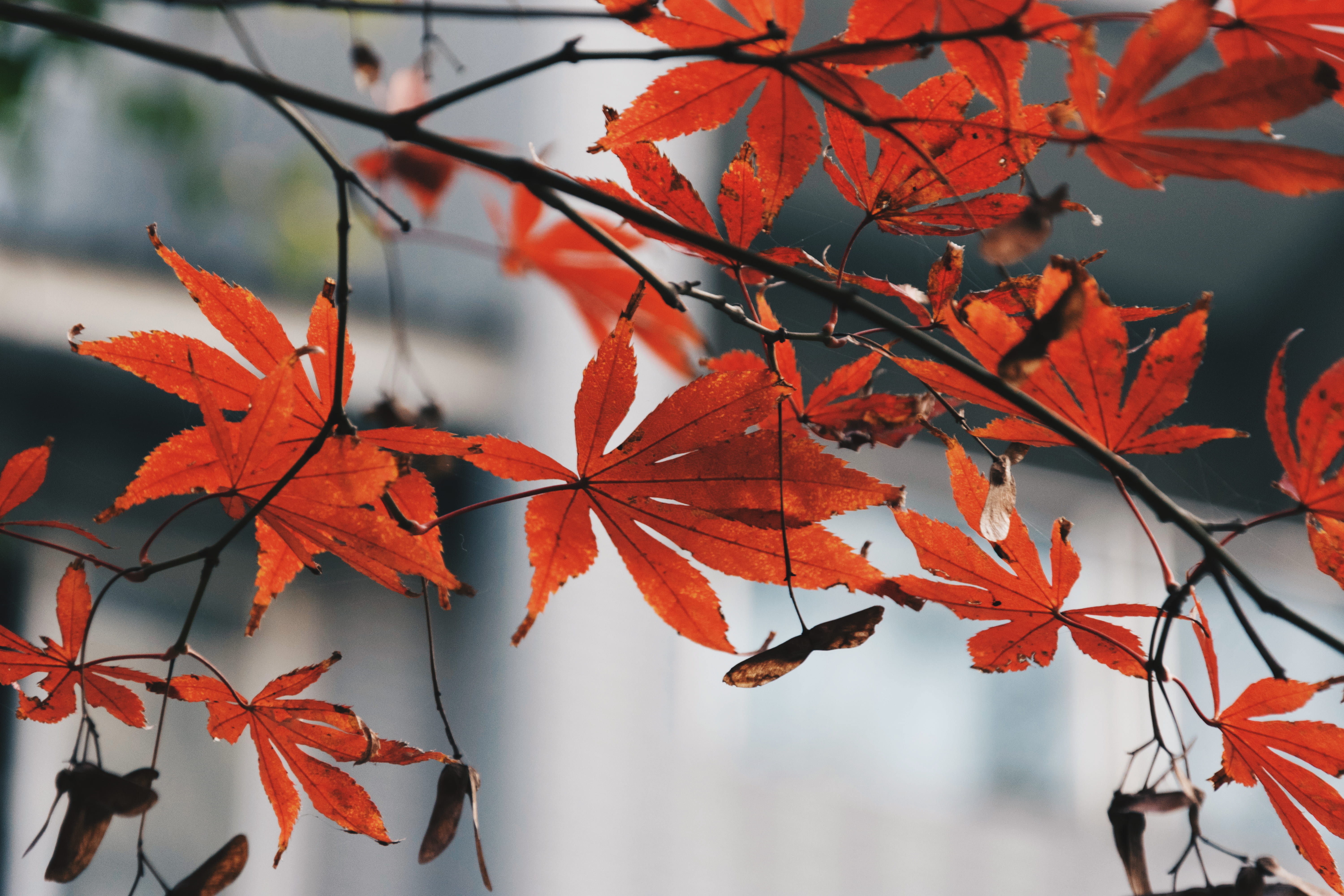 leaf, plant, tree, maple, maple leaf, bird, animal, pottery