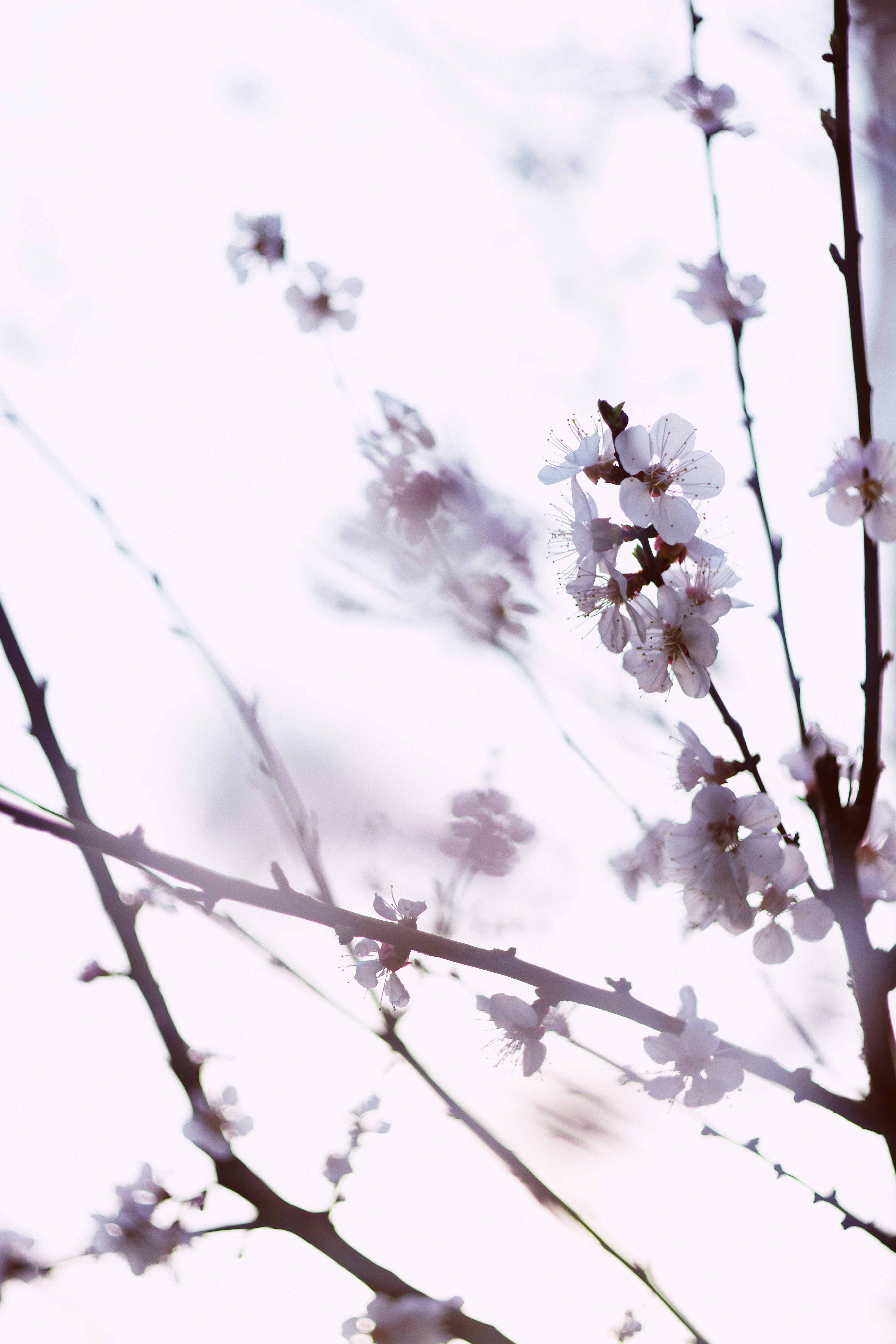 sun, sunlight, cherry, cherry tree, cherry blossom tree, cherry flowers