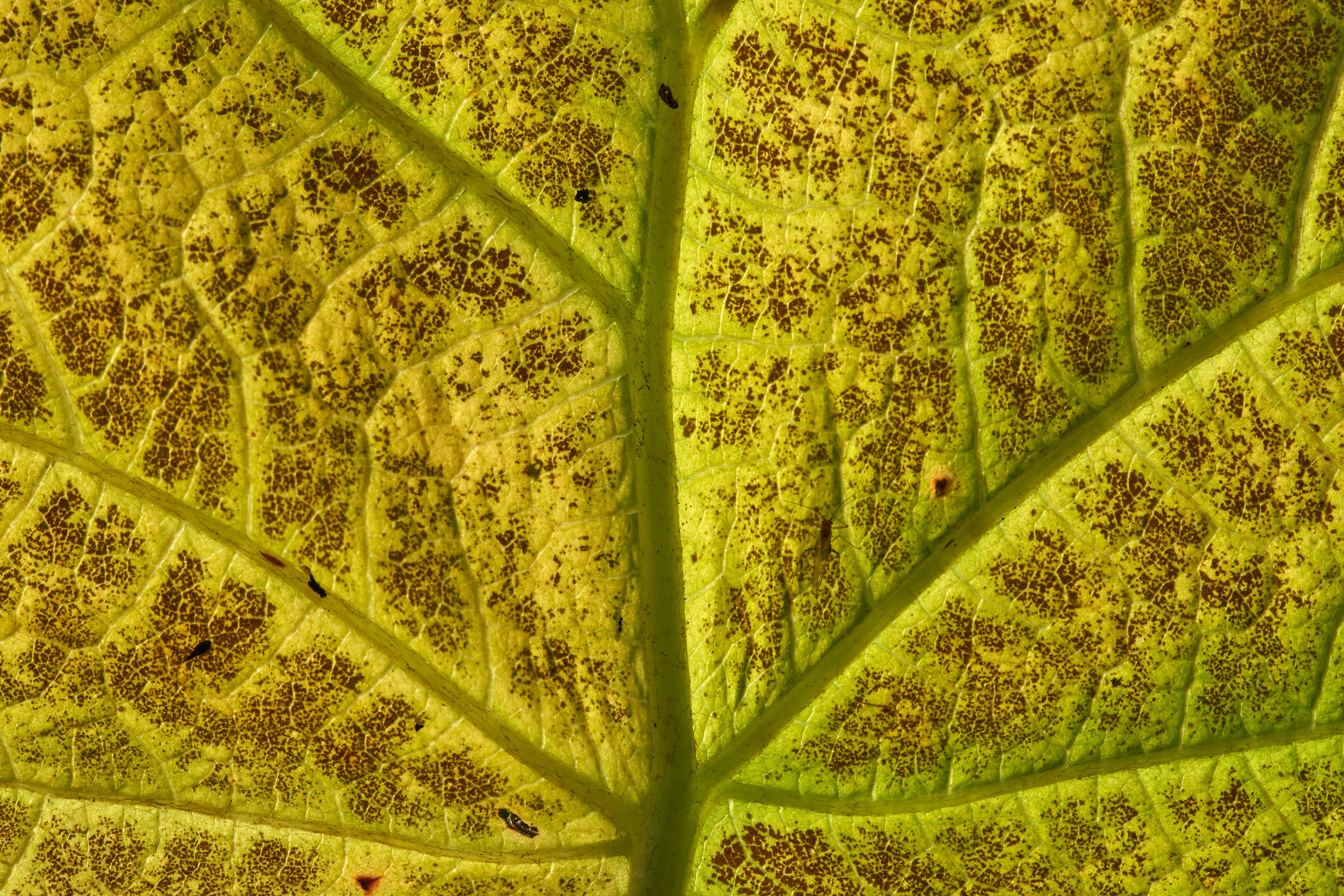 leaf, structure, texture, background, pattern, autumn, green