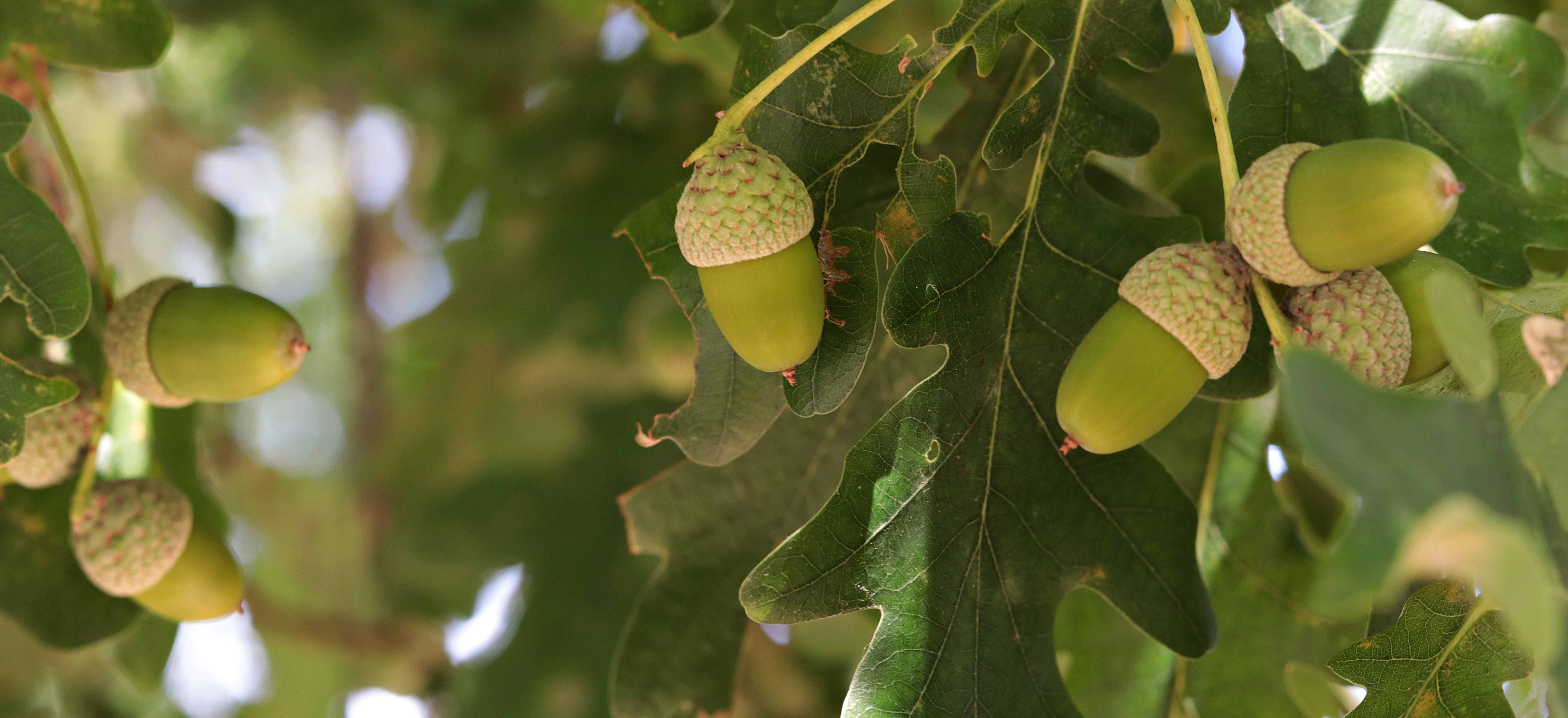 acorn, oak, tree, fruit, nature, forest, green, tree fruit