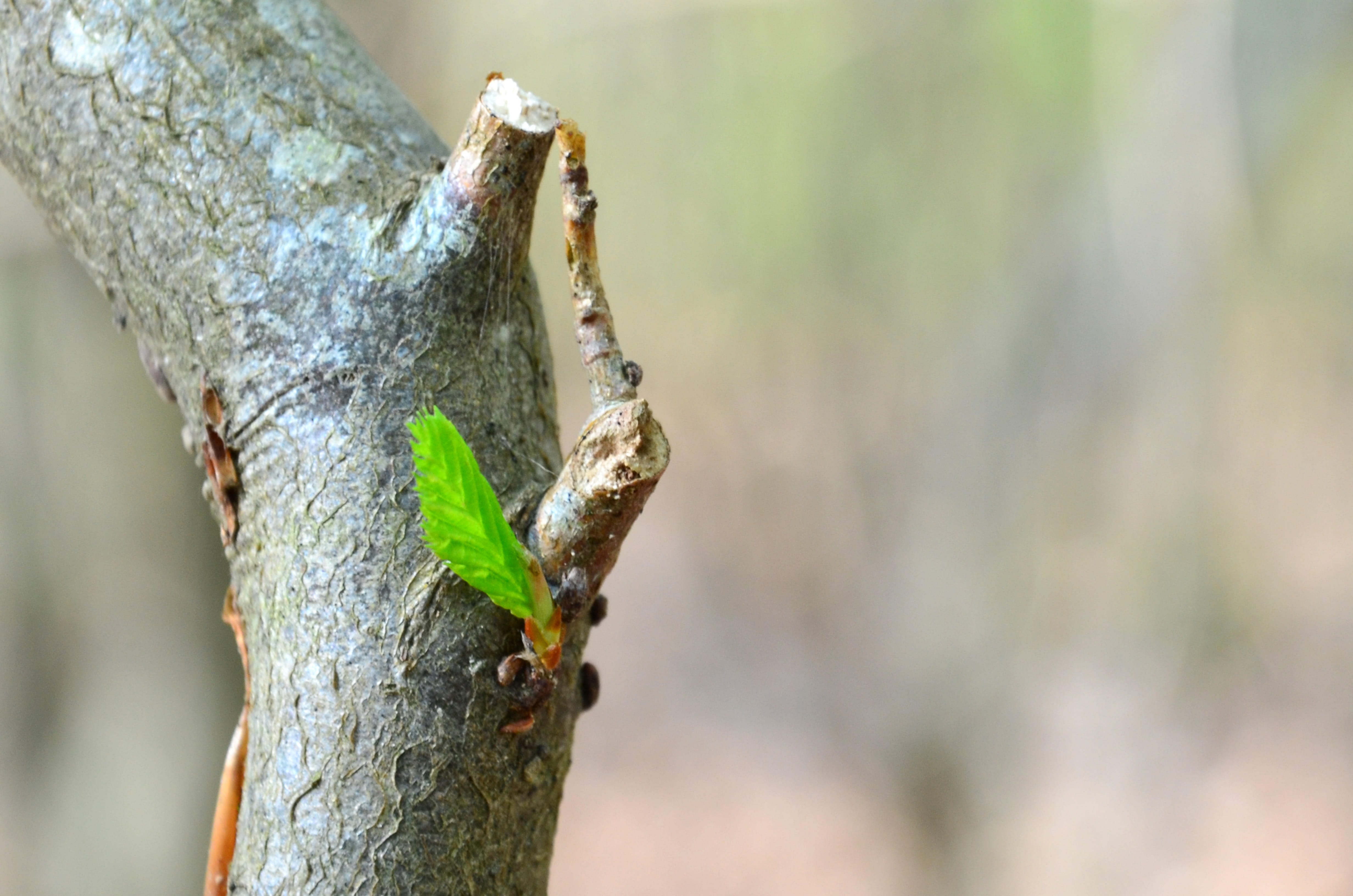tree, bud, nature, spring, plants, leaf, fulfillment, blossoming