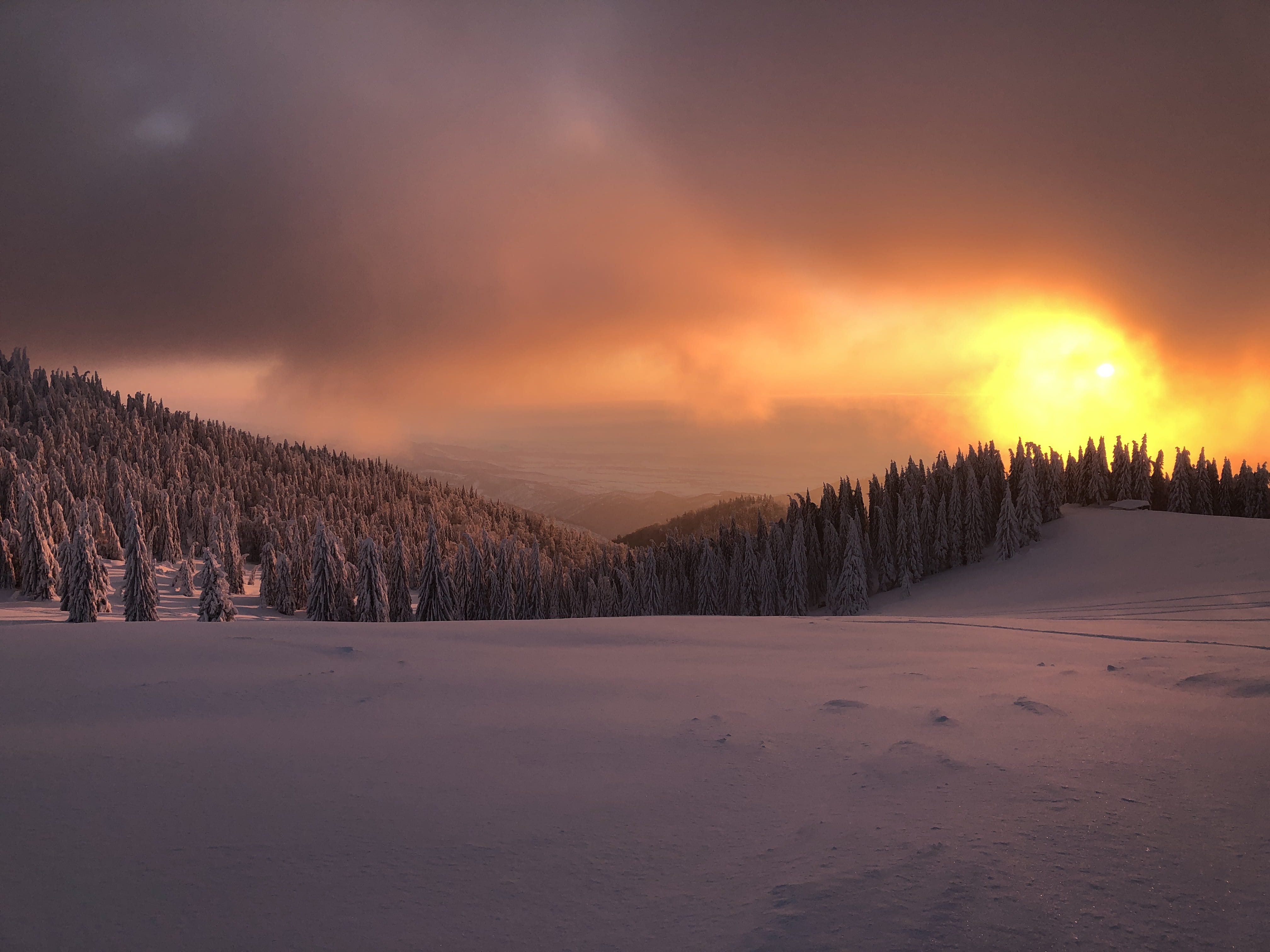 pine trees with sunset background, cold temperature, scenics - nature