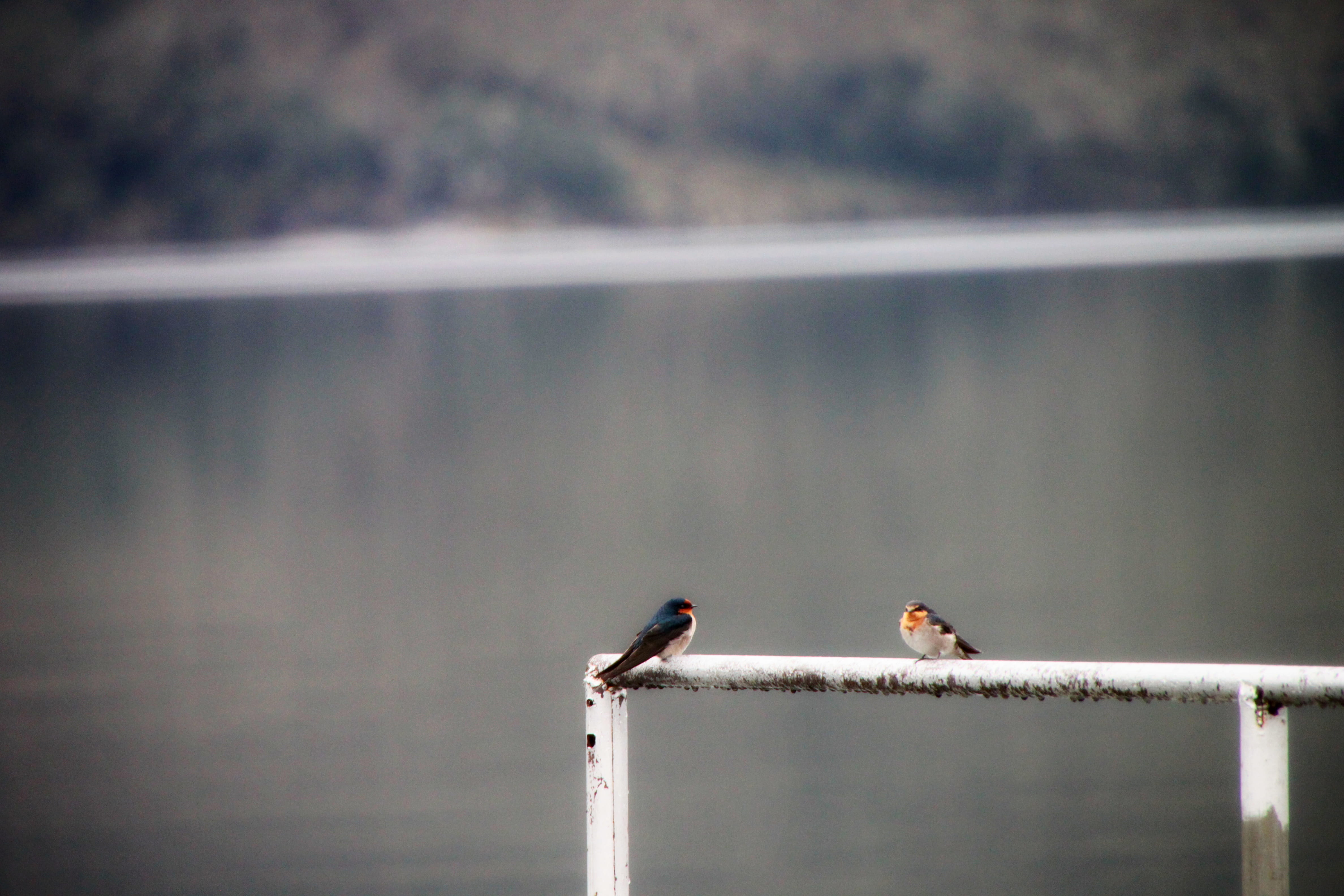 new zealand, lake rotoiti, bird, animal themes, animal wildlife