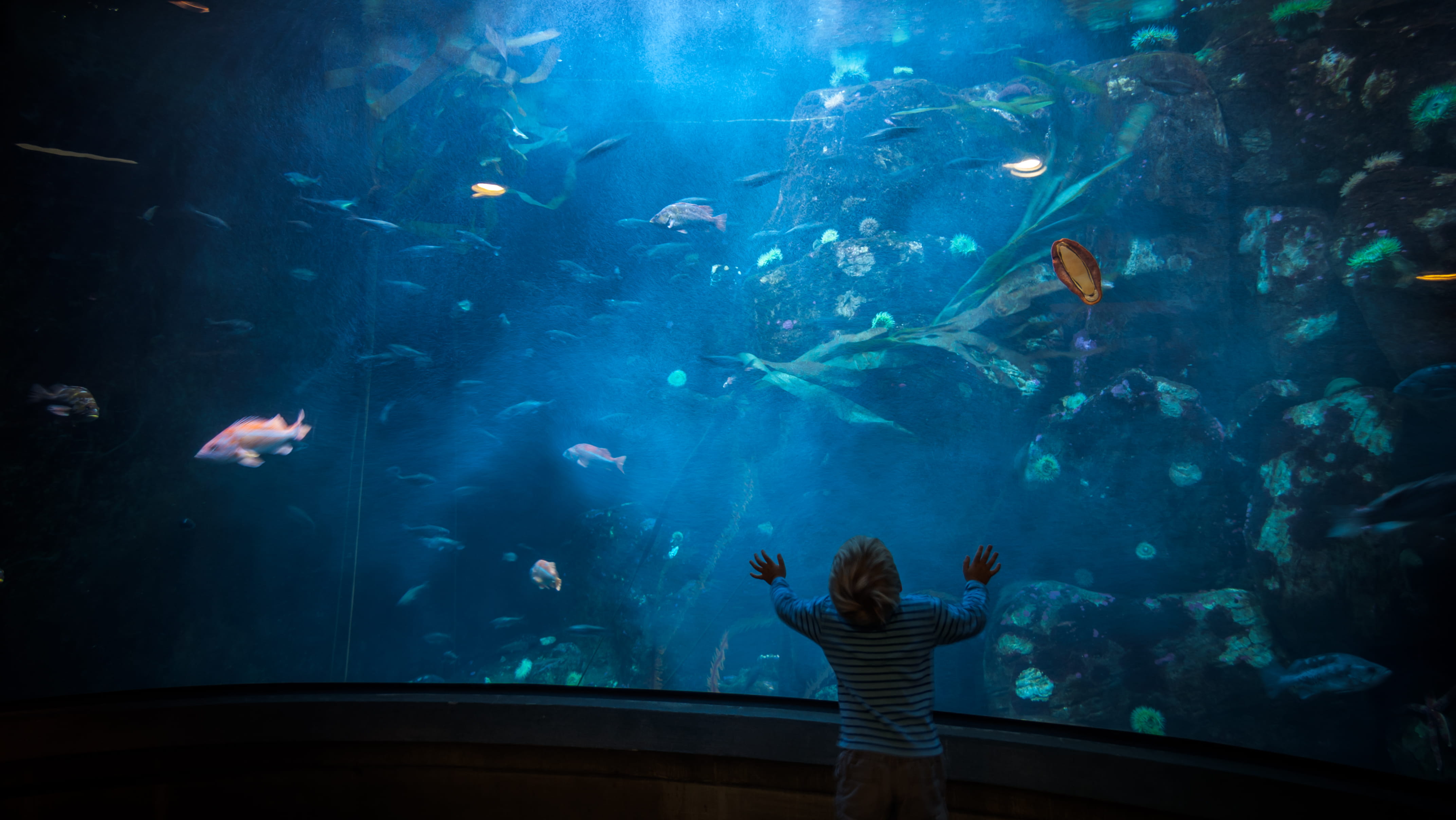 child stands in front of aquarium, water, aquatic, fish, person