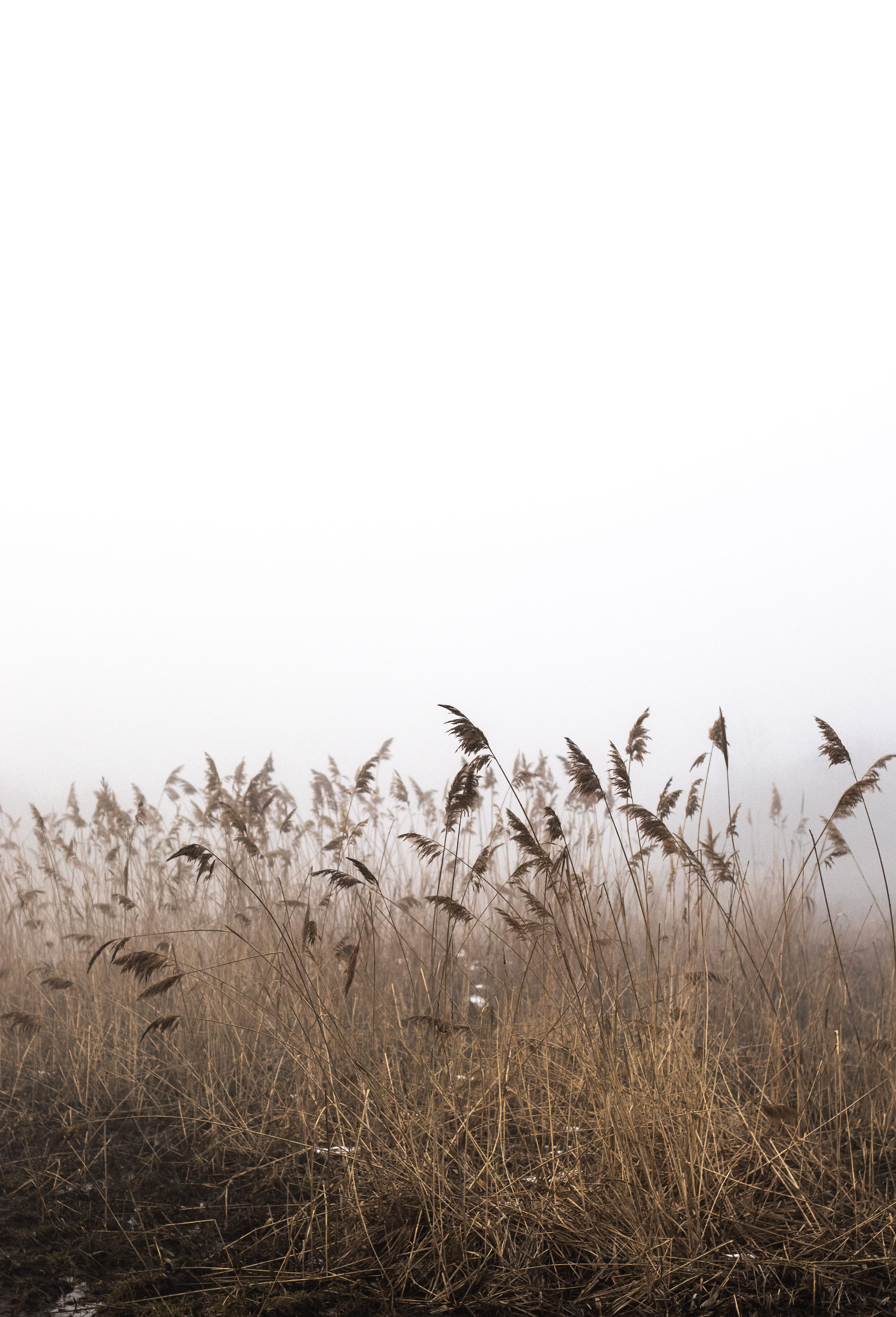 brown grass under white clouds, plant, sky, growth, copy space