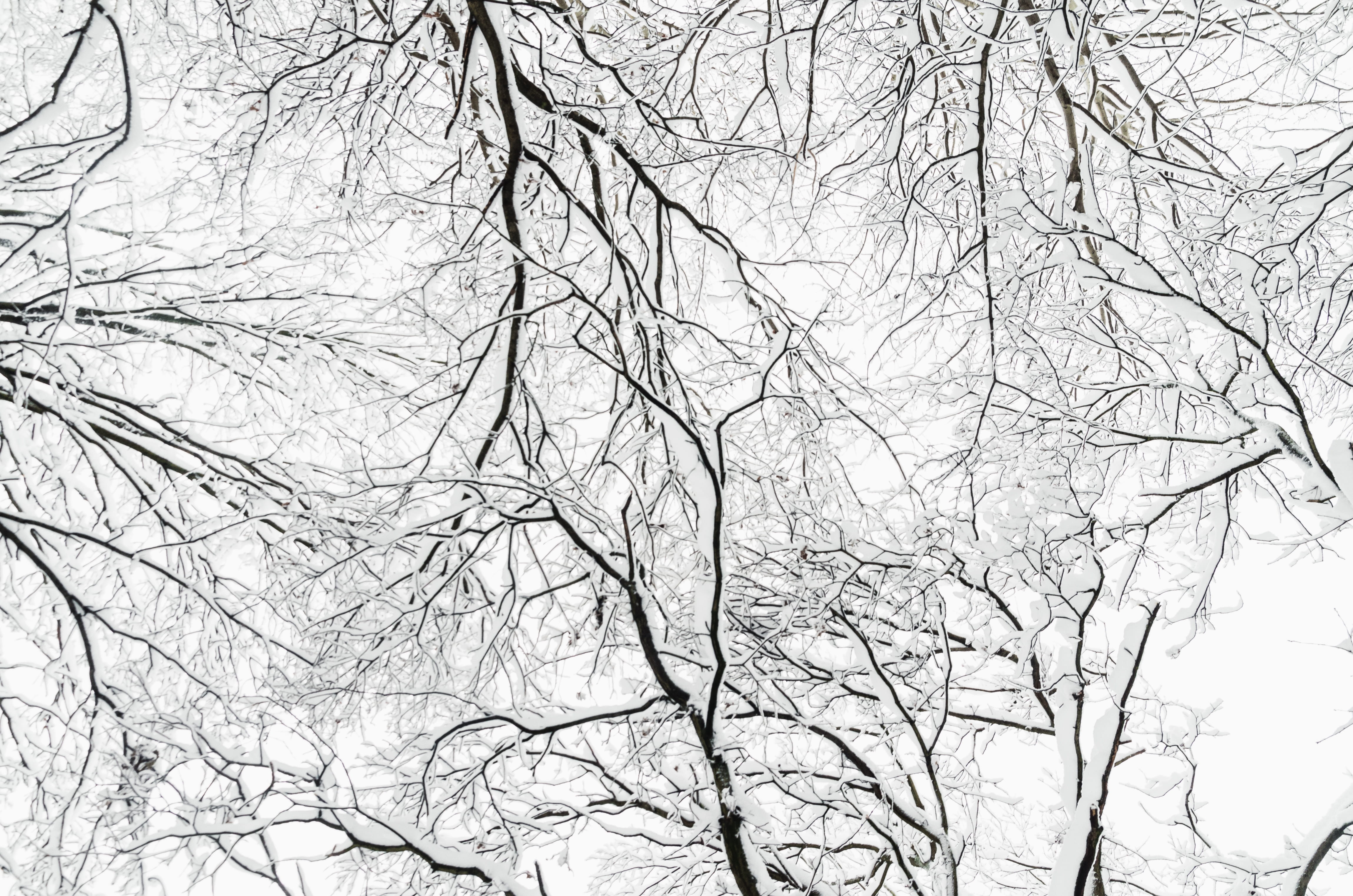 tree bare branches, bare tree, low angle view, plant, nature