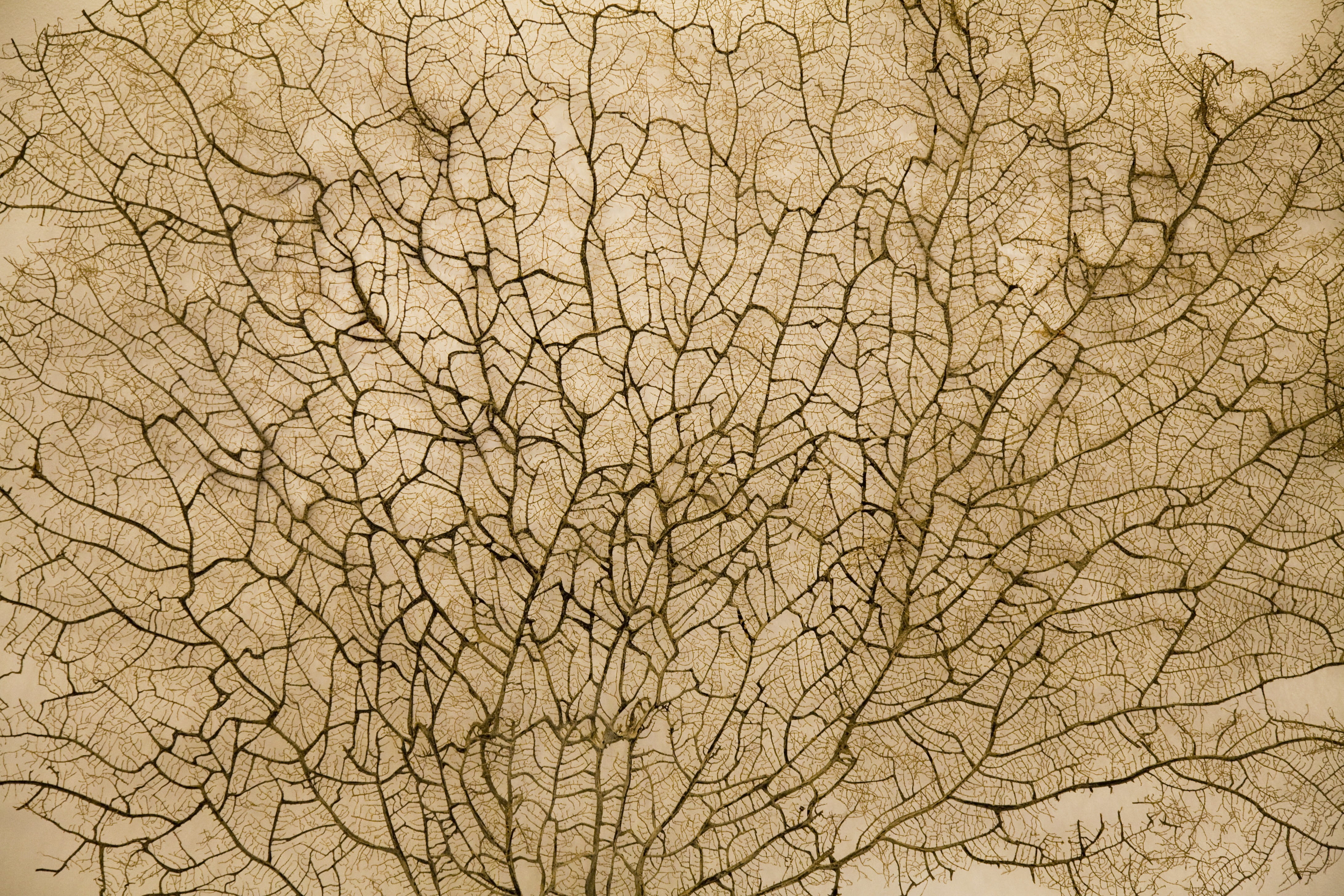 texture, pattern, surface, nature, leaves, vegetation, branch
