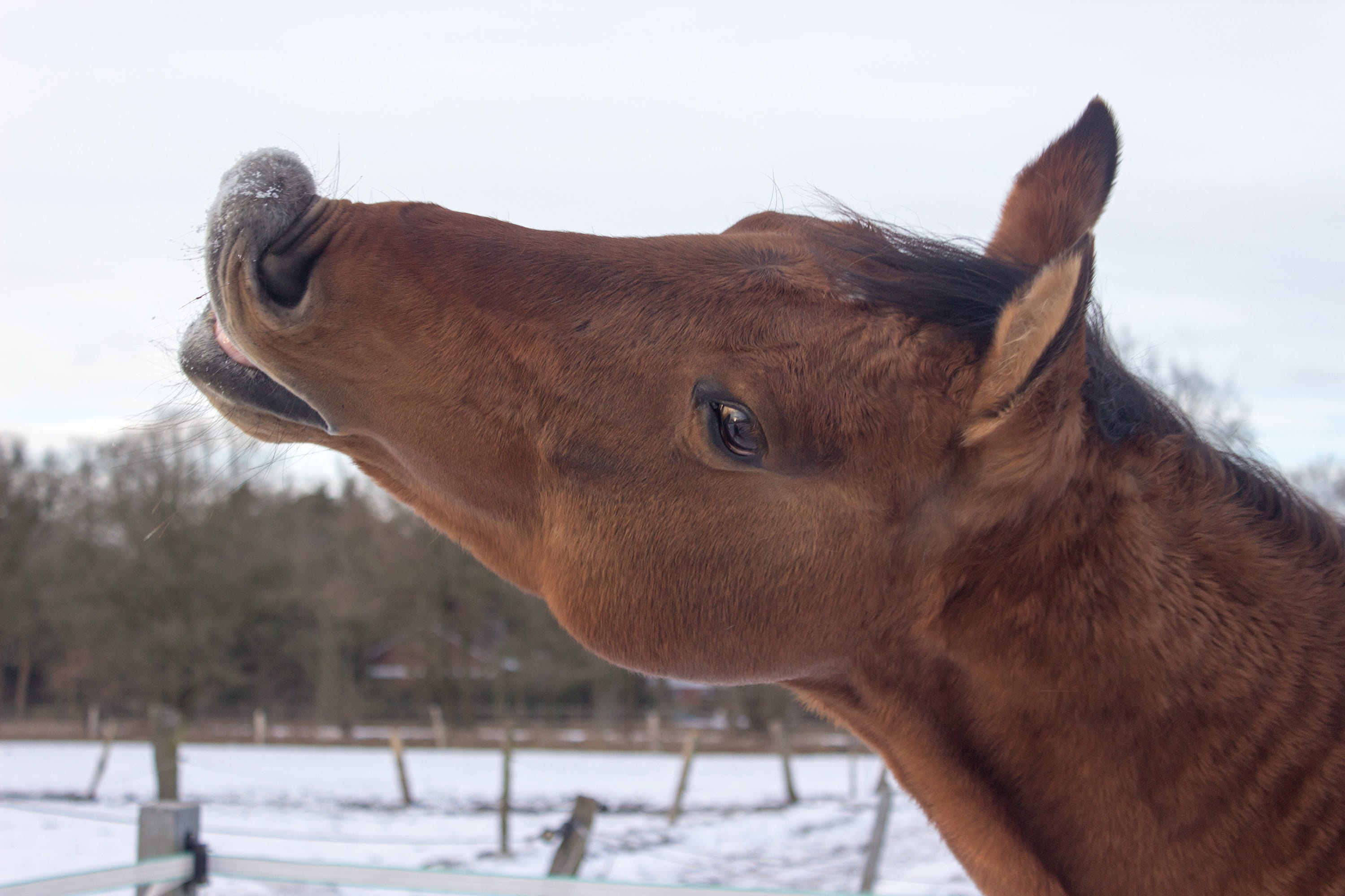 Free download | HD wallpaper: horse, western horse, kiss, funny, animal ...