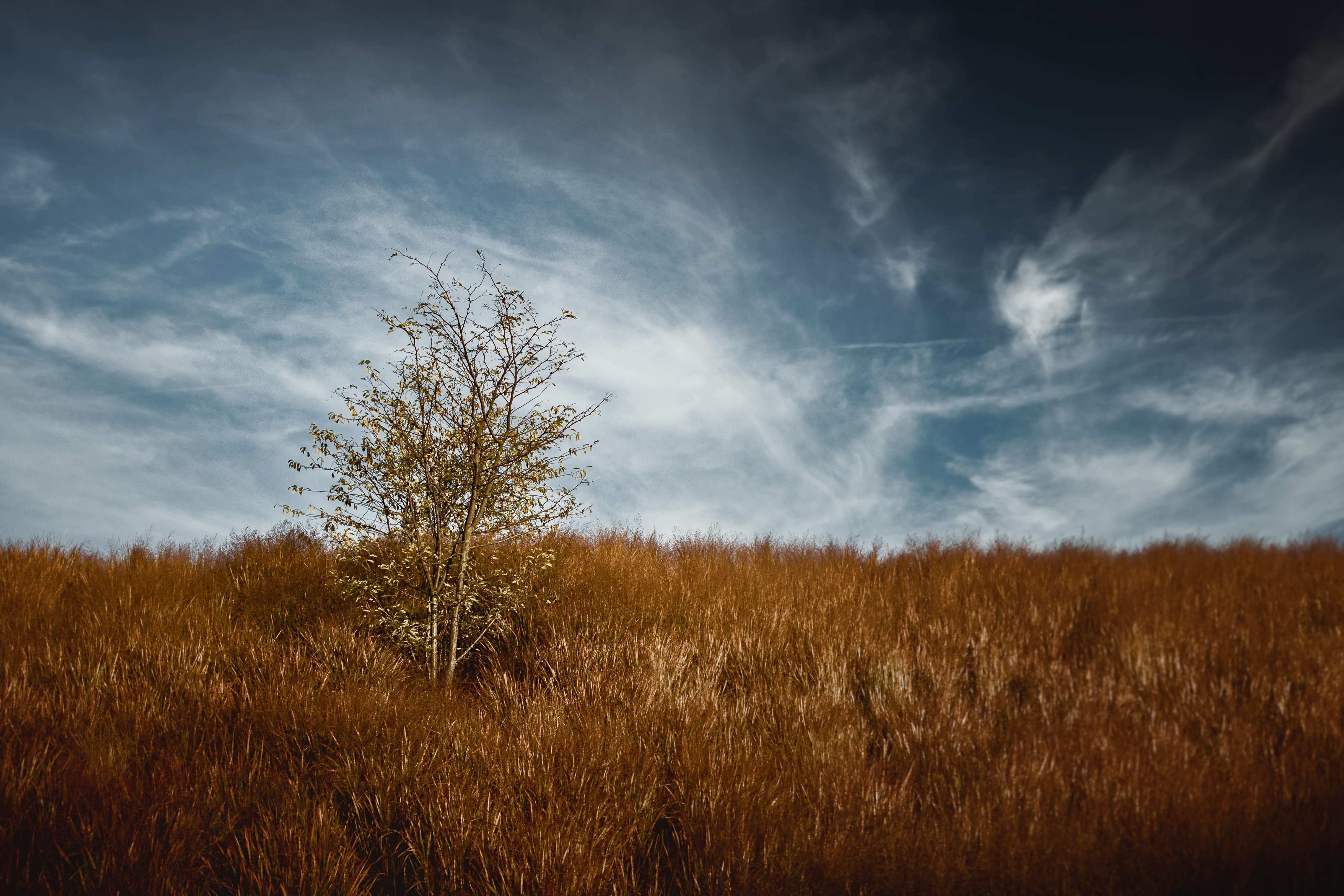 tree, lonely, landscape, mood, sunset, dramatic, atmospheric