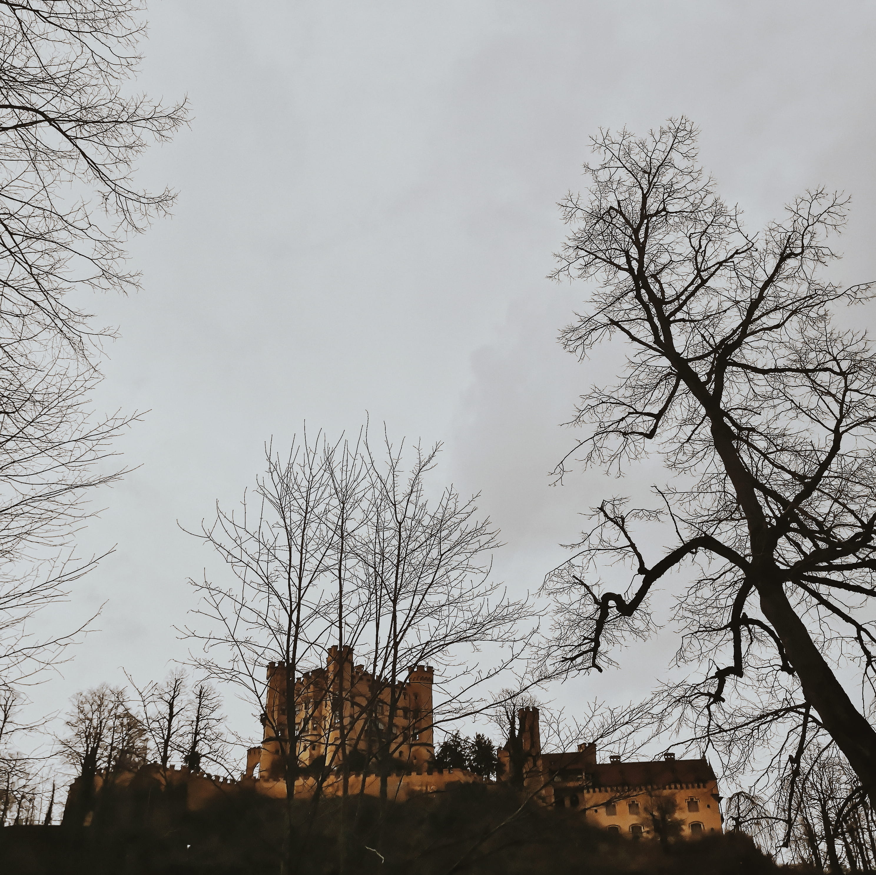 tree, plant, tree trunk, building, architecture, steeple, tower