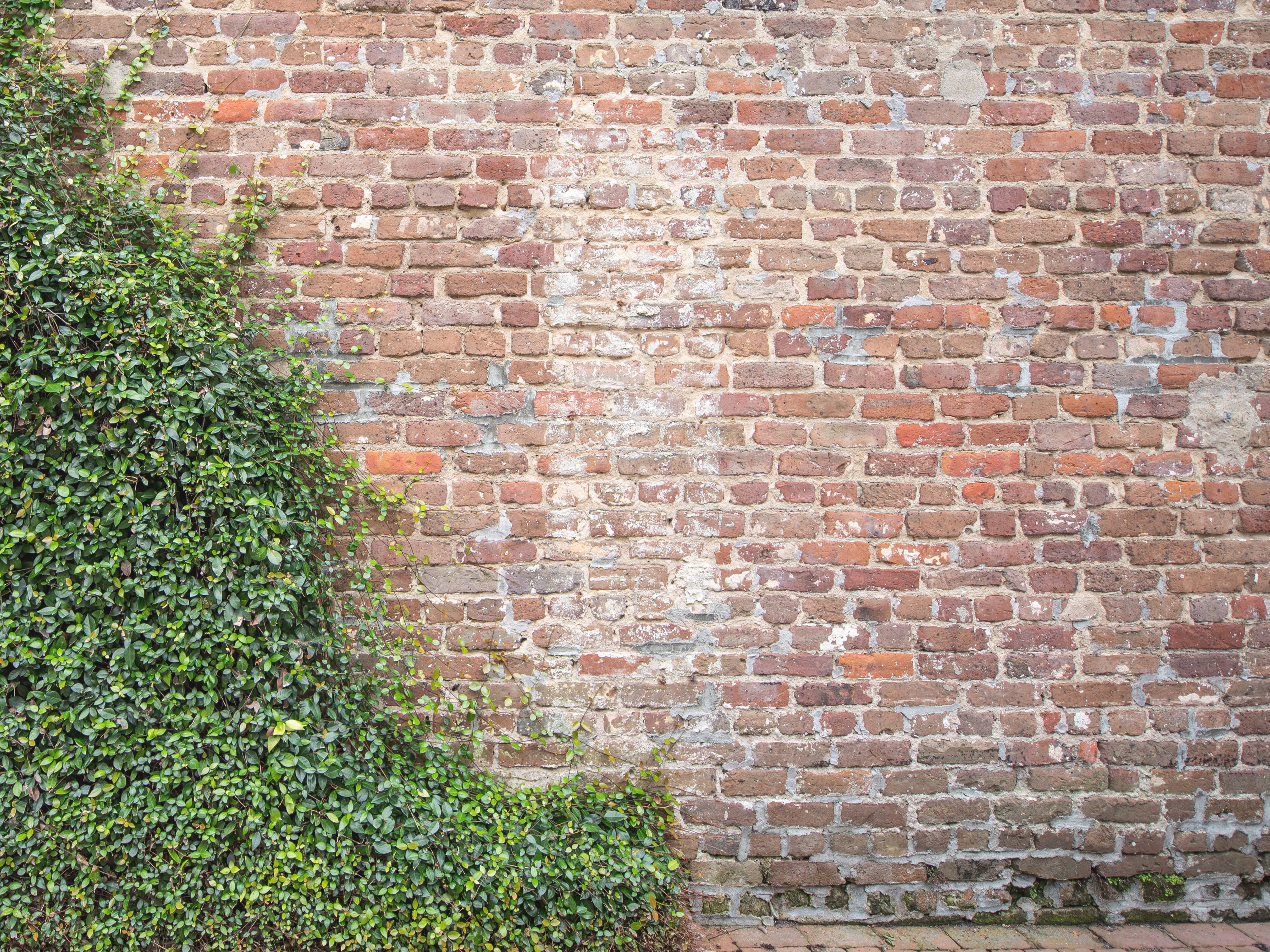 vines, brick, wall, texture, brick wall, built structure, architecture