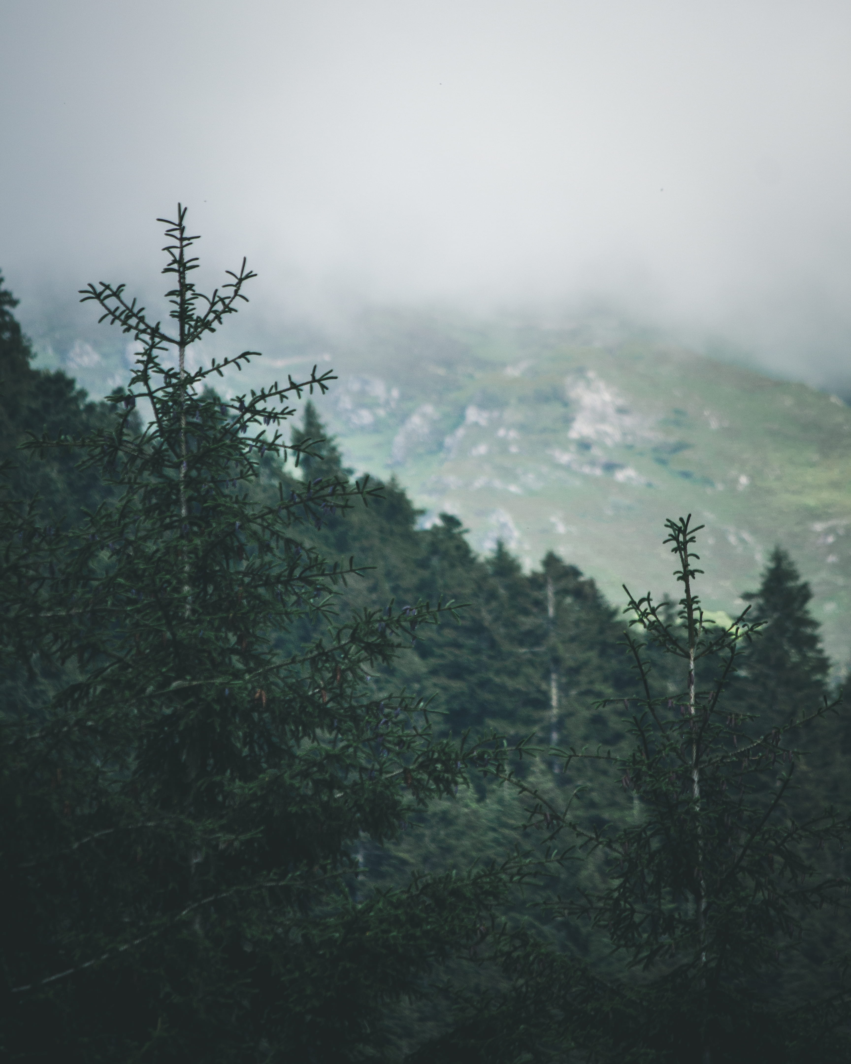 Pine Trees in Forest, clouds, conifer, dawn, daylight, environment