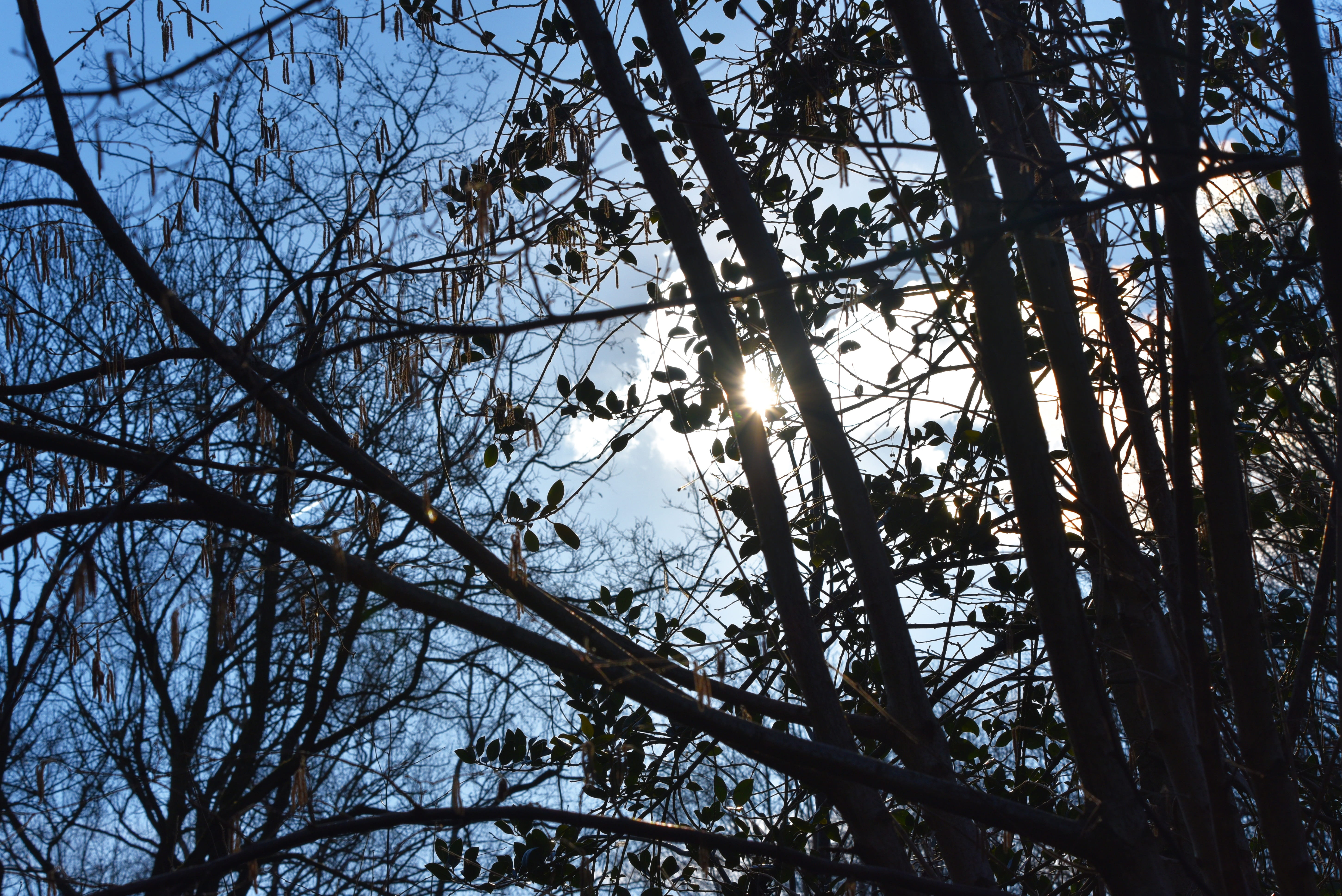 branch, bare, winter tree, leafless, tangle, tangled branches