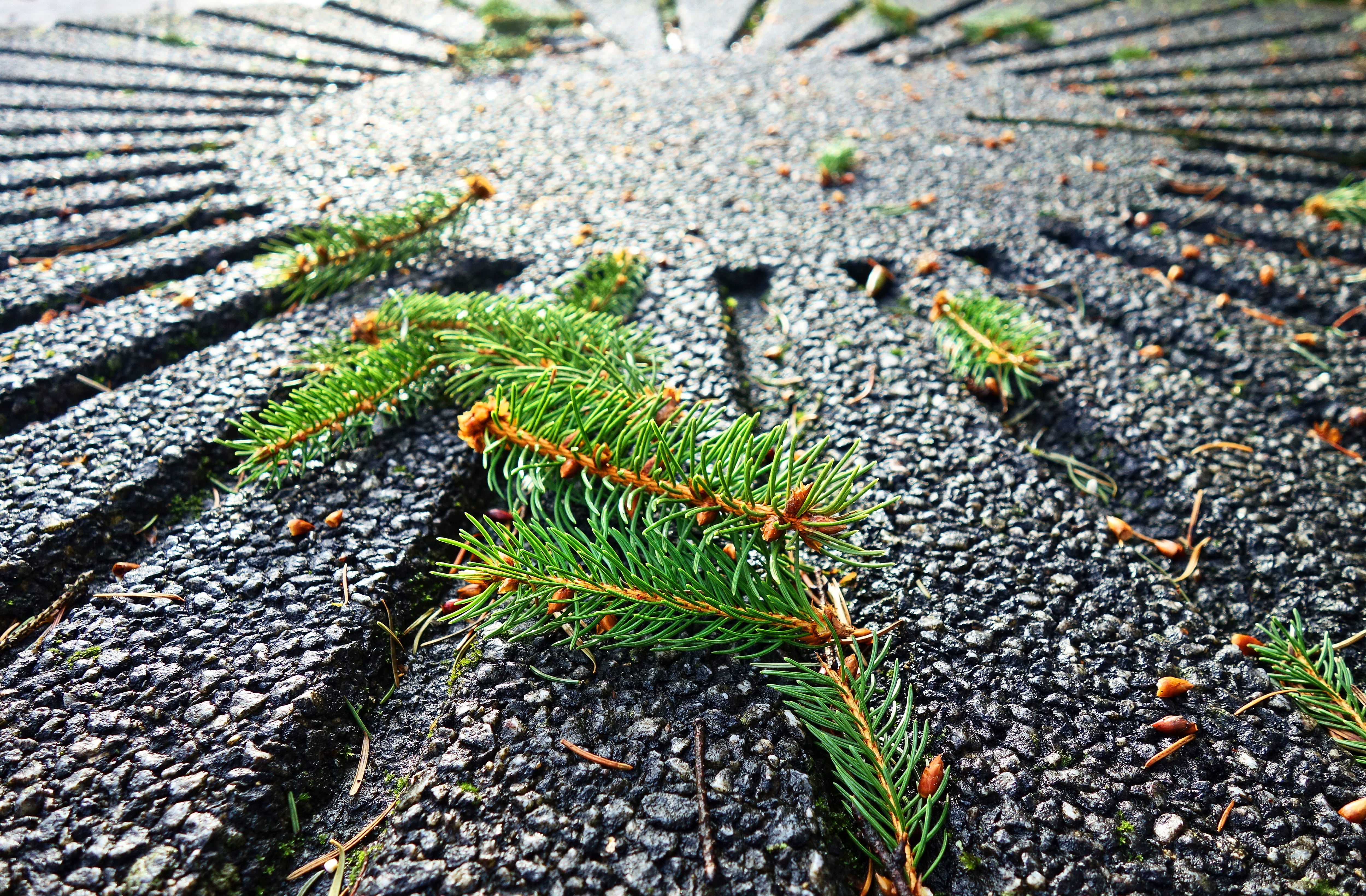 pine needles, pine tree, branch, evergreen, fallen pine needle