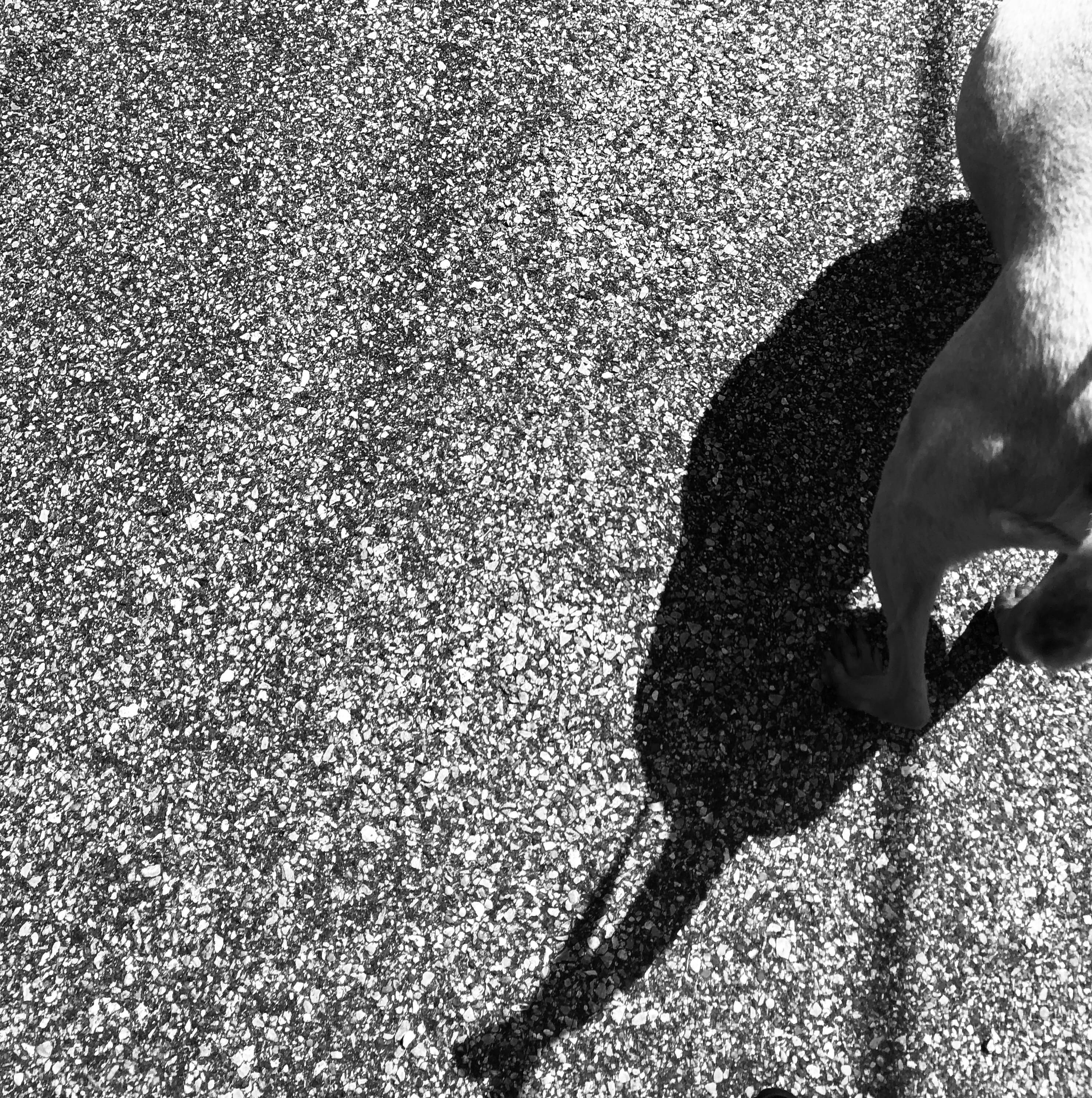 dog, dog tail, shadow, black and white, animal, wallpaper, abstract
