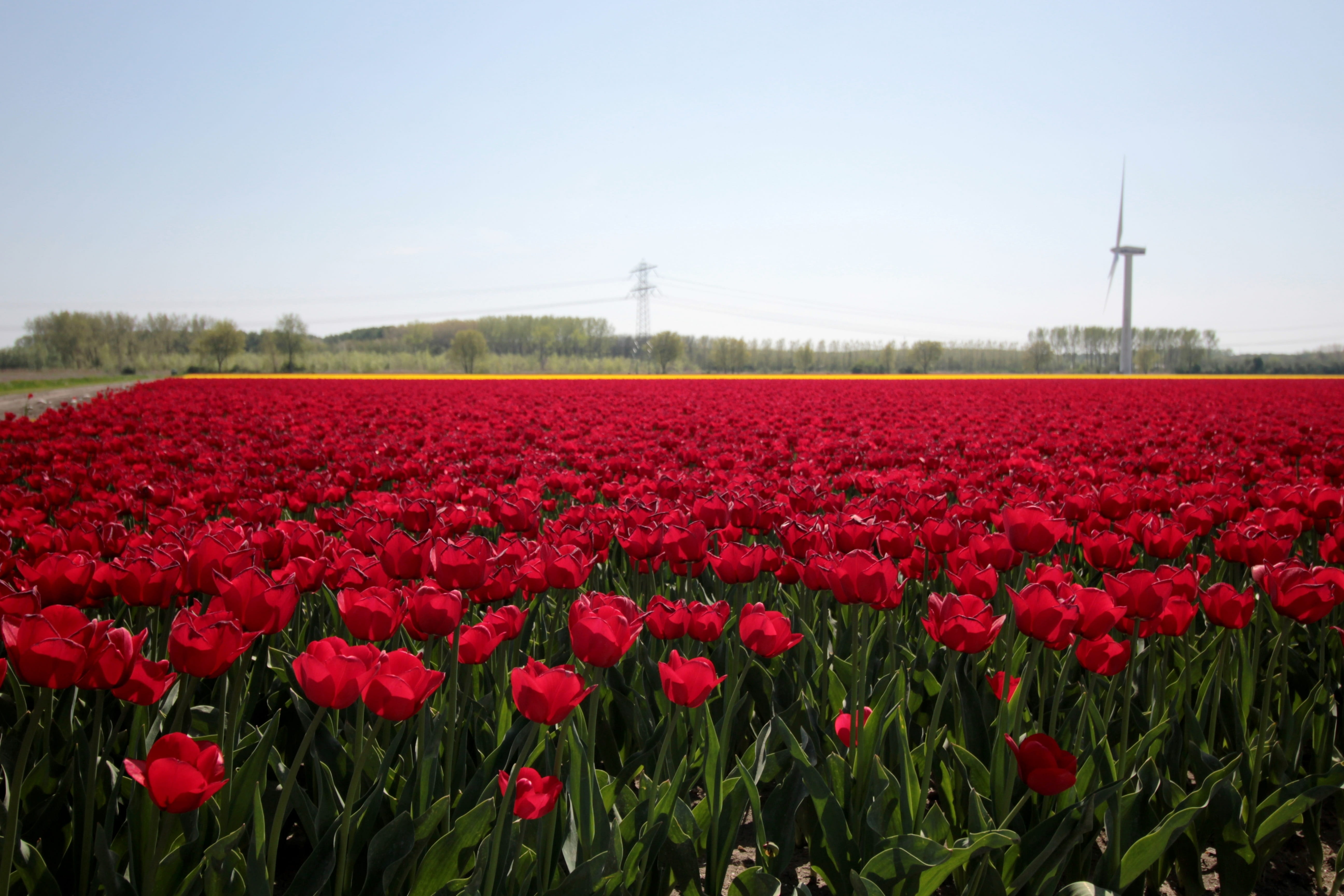 tulip fields, red tulips, spring, netherlands, bloom, bulb