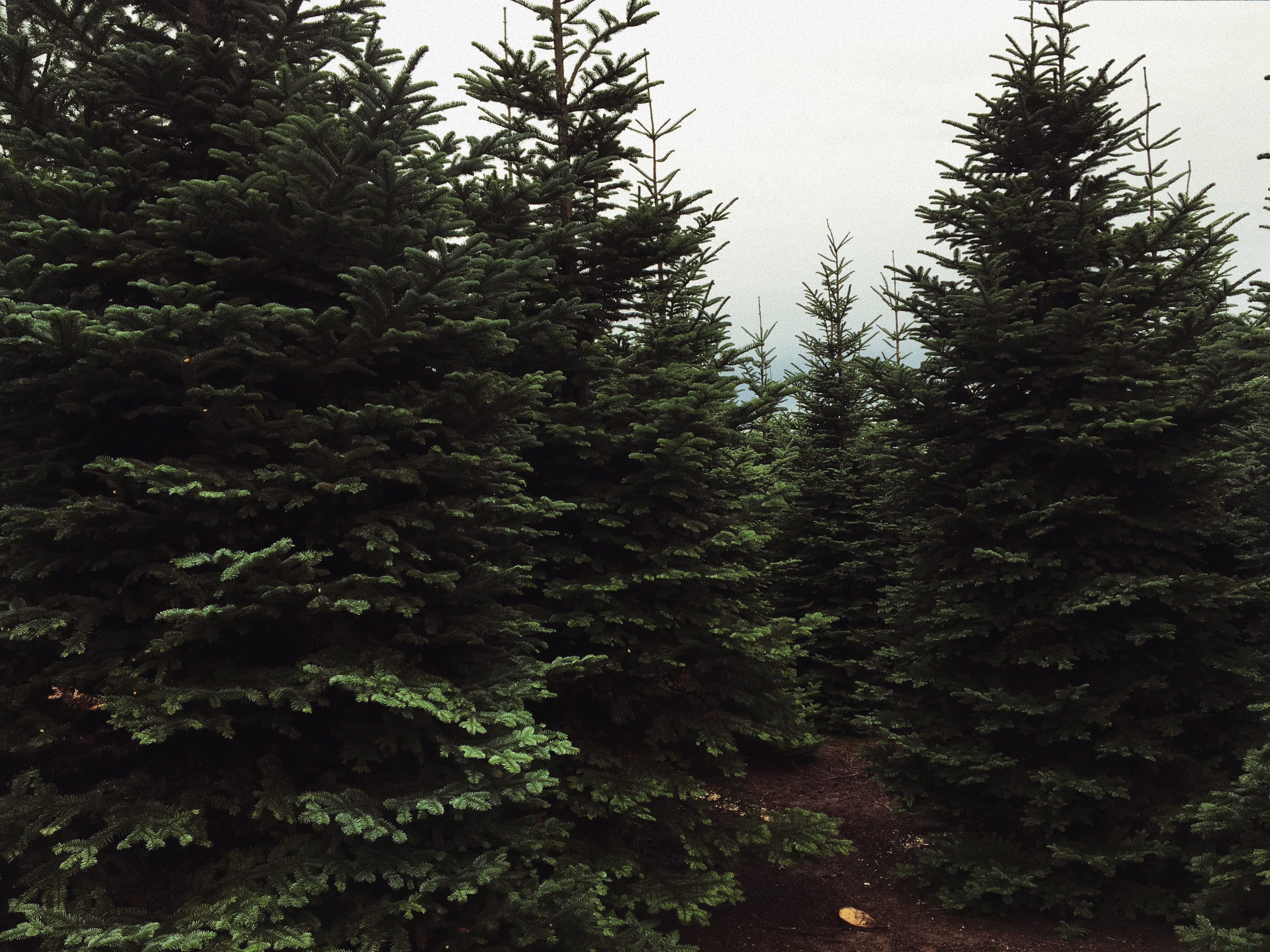 trees, forest, pnw, pacific, pine, plant, growth, tranquility