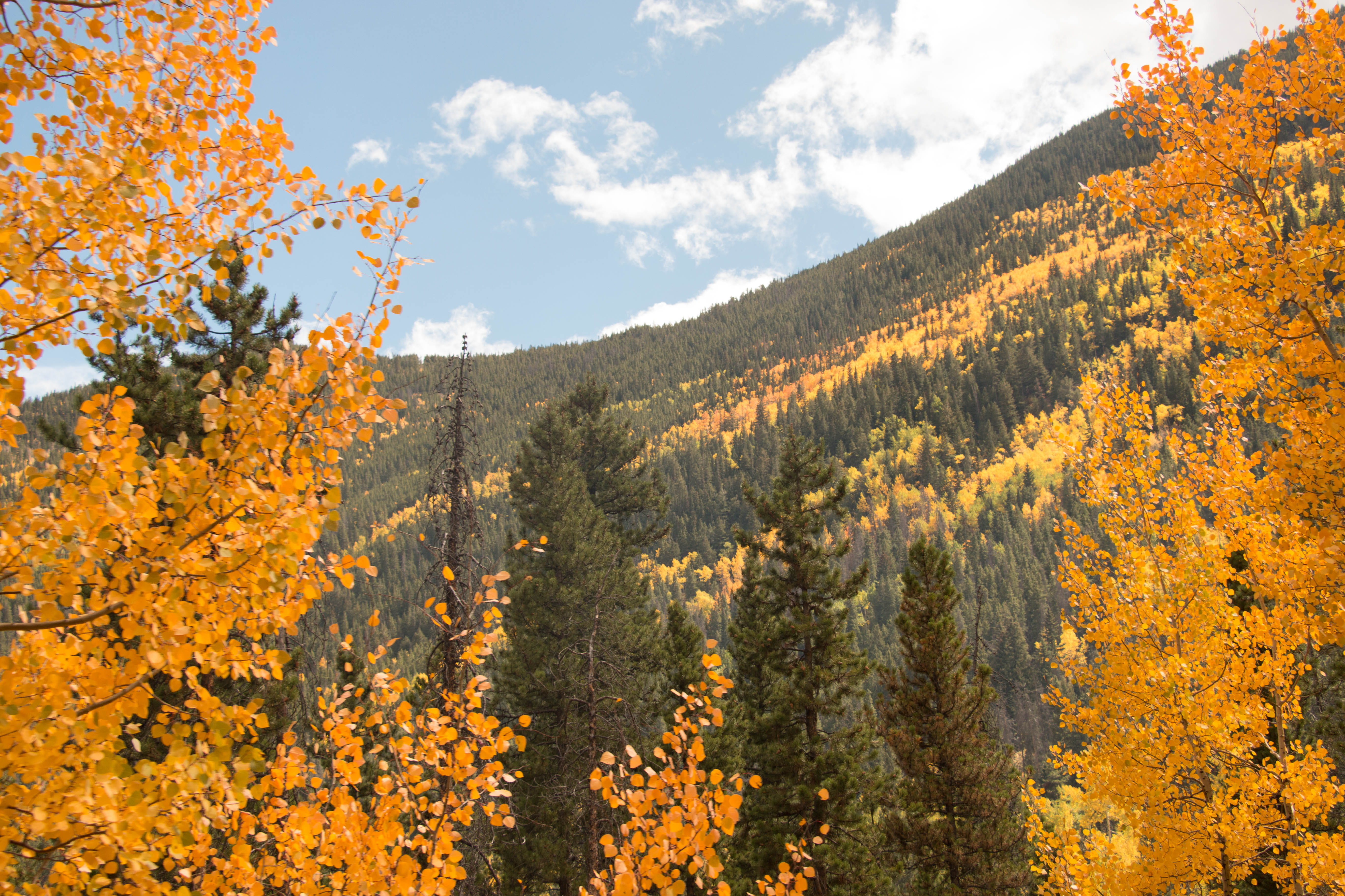 Yellow Leafed Trees, autumn, daylight, environment, fall, forest