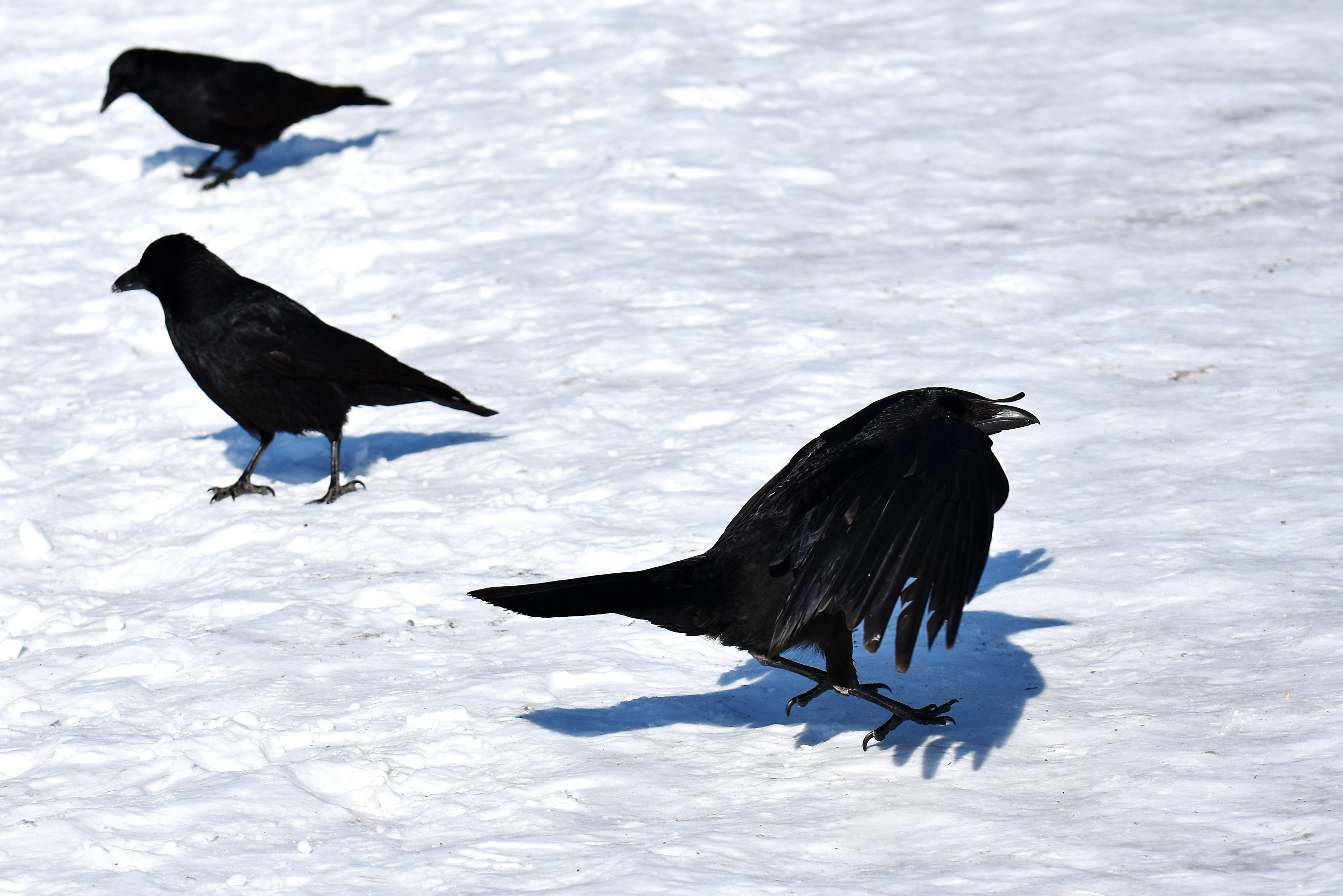 common raven, snow, winter, cold, raven bird, crow, animal