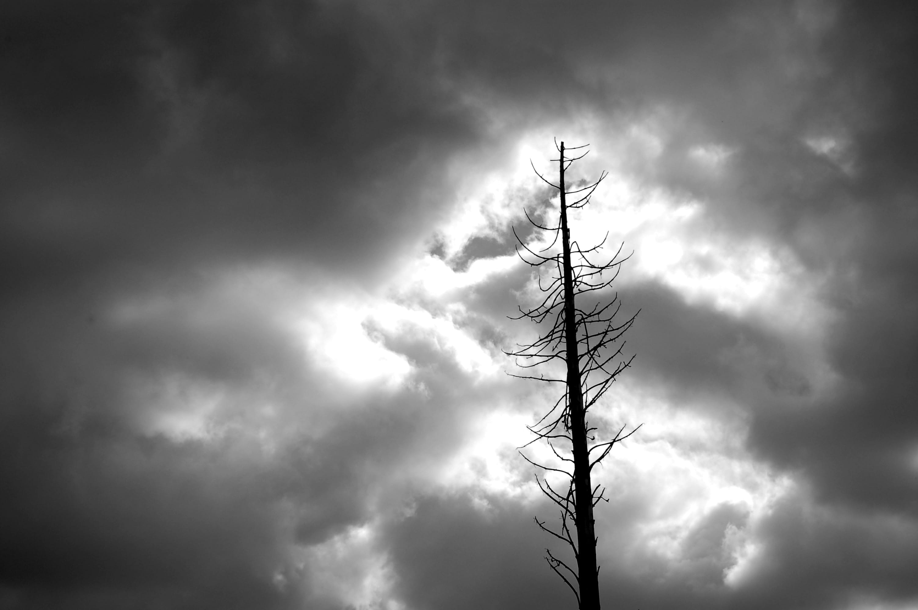 tree, dead, drama, dramatic, clouds, silhouette, black and white