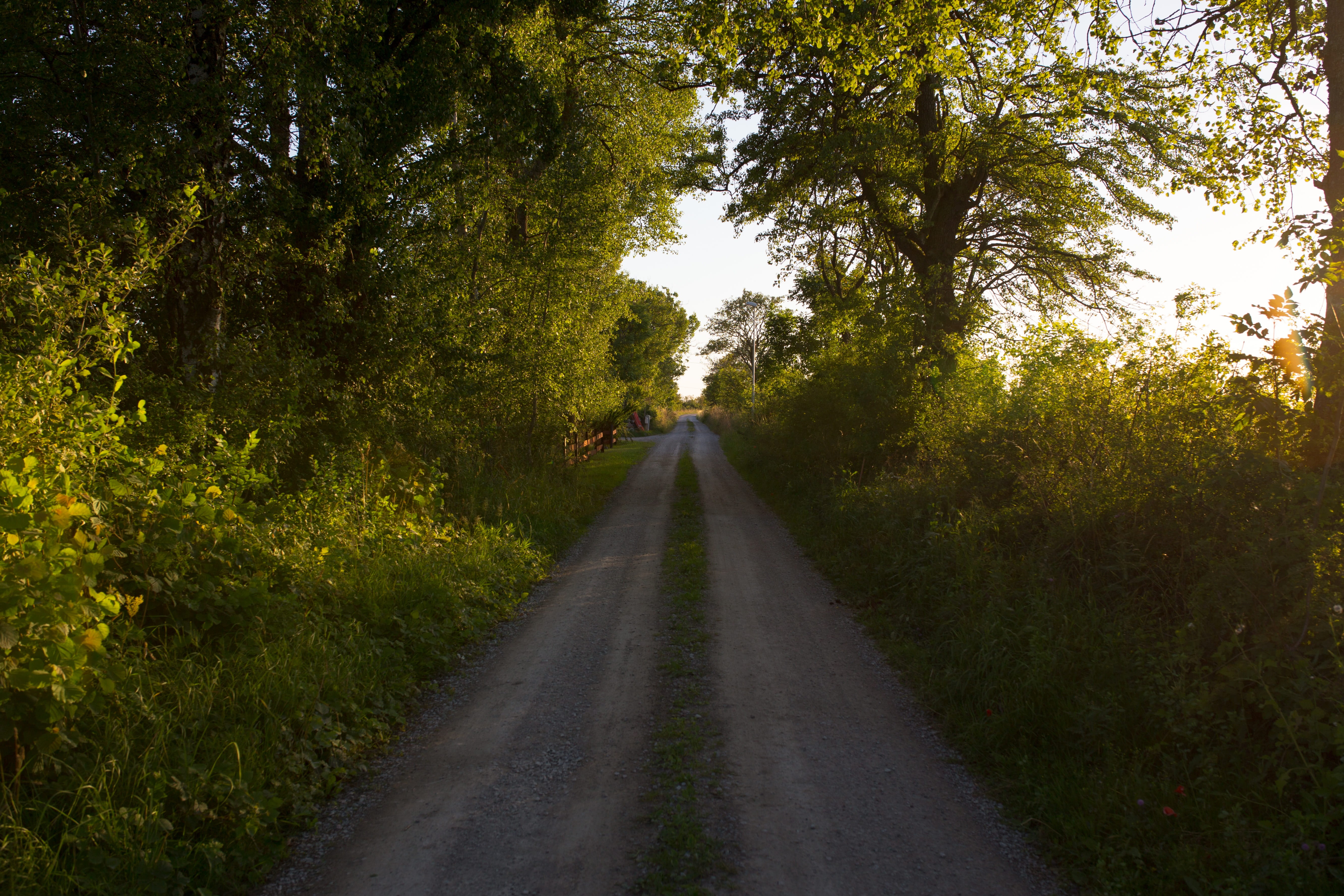 route, path, pathway, road, nature, tree, green, plant, direction