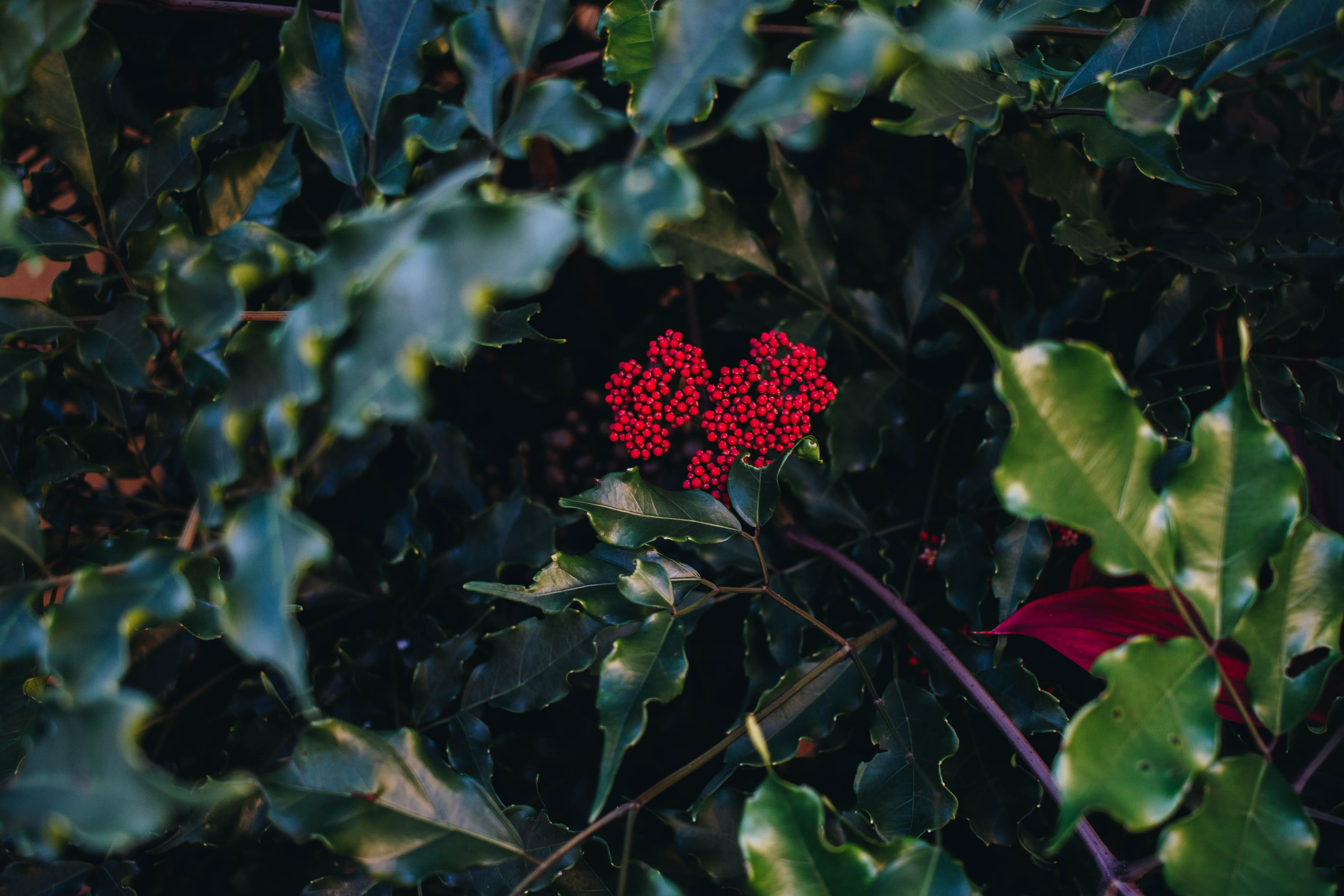 tree, leaves, leaf, fruit, greenery, christmas, wild, nature