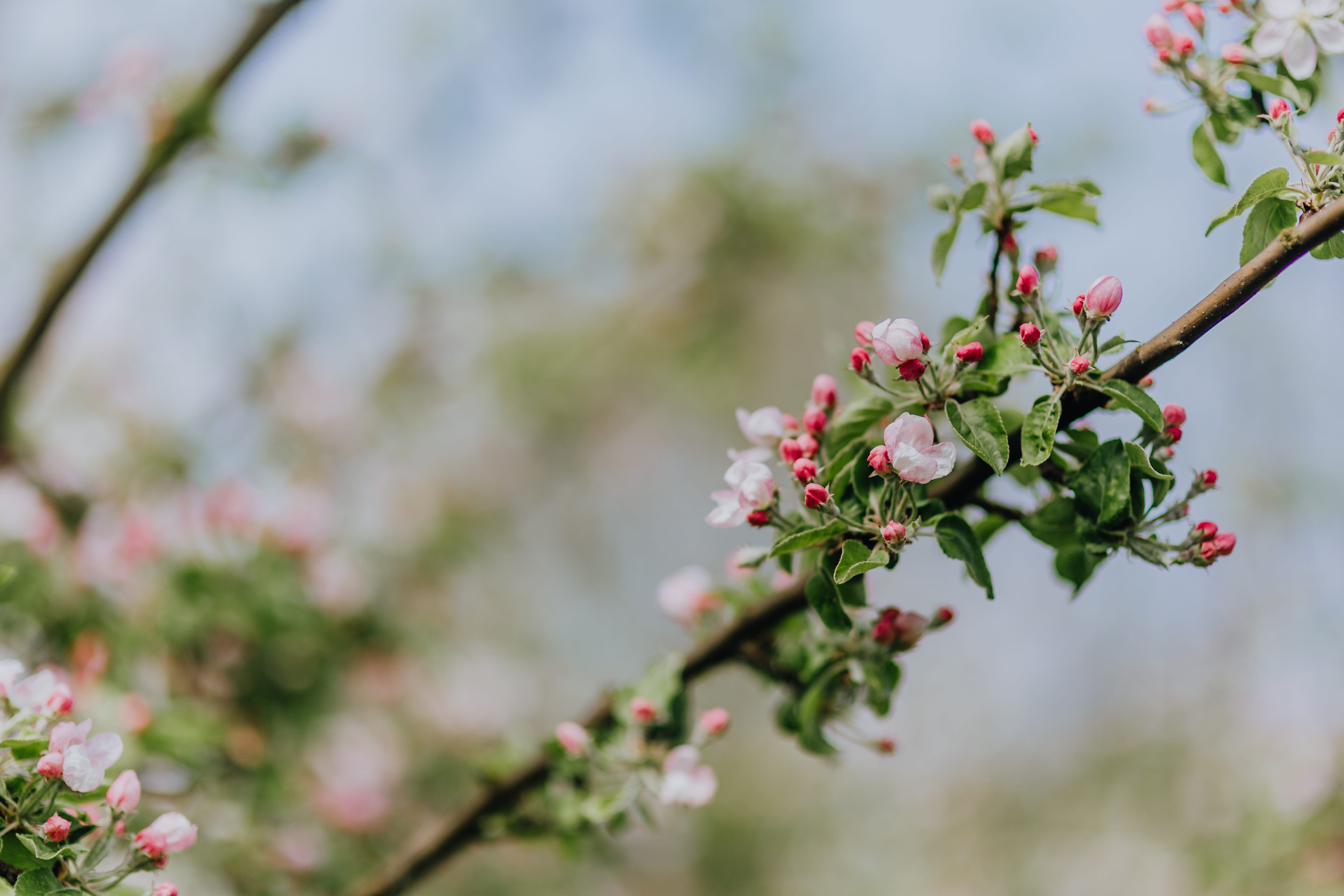 A blooming apple trees in spring, flowers, garden, green, pink