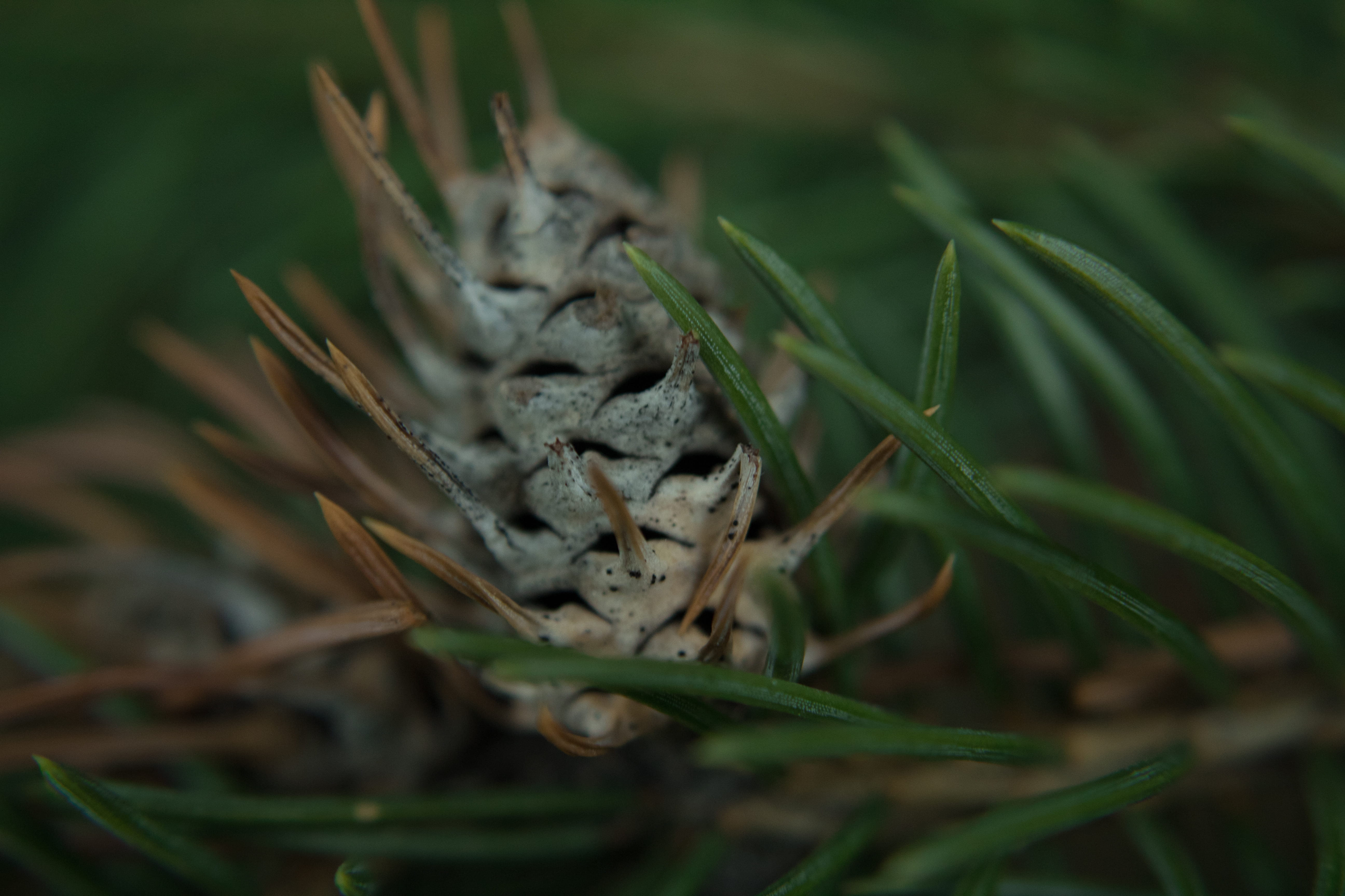 pine, tree, pine tree, texture, plant, selective focus, nature