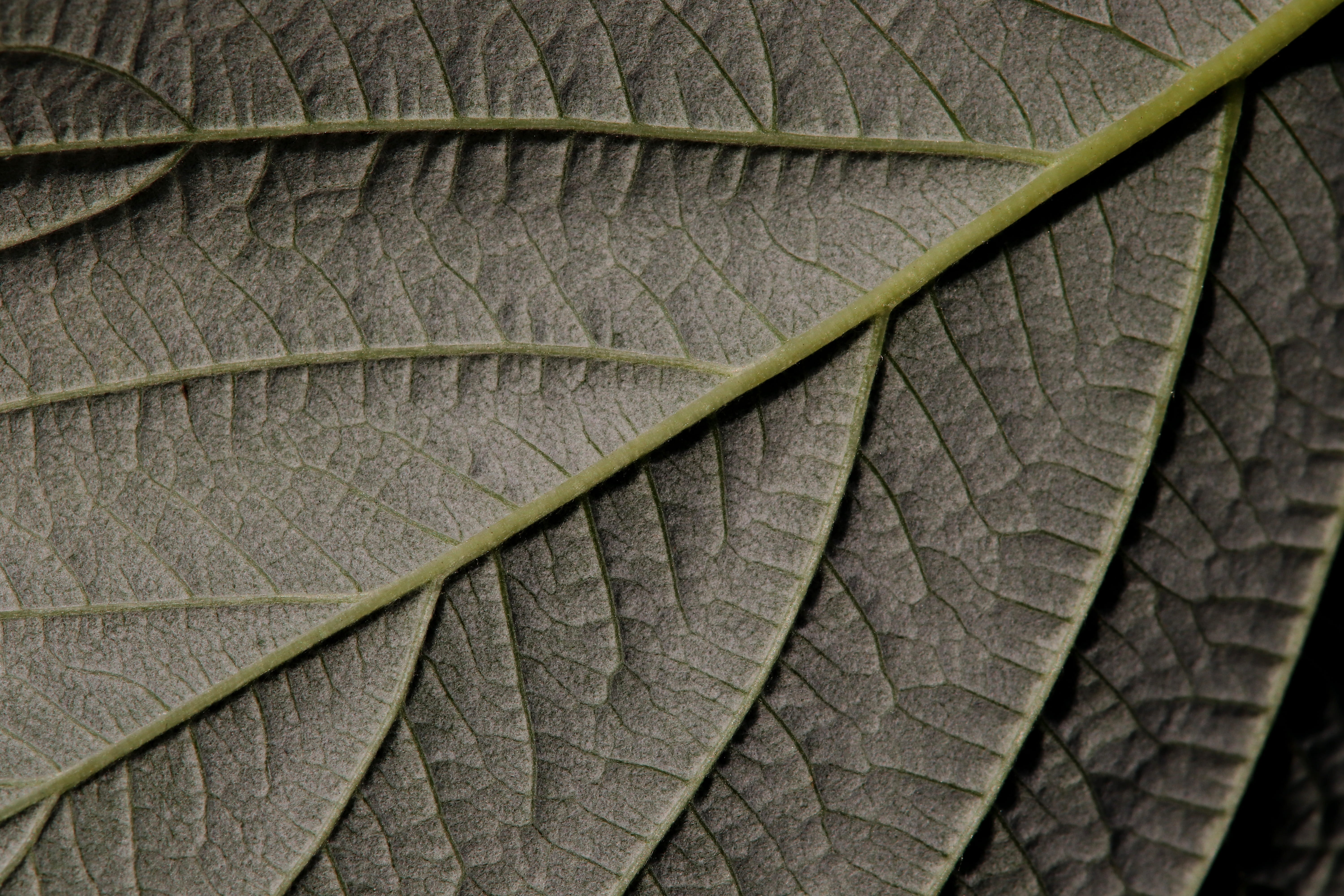 raspberry leaf, bottom, close up, plant, garden, structure