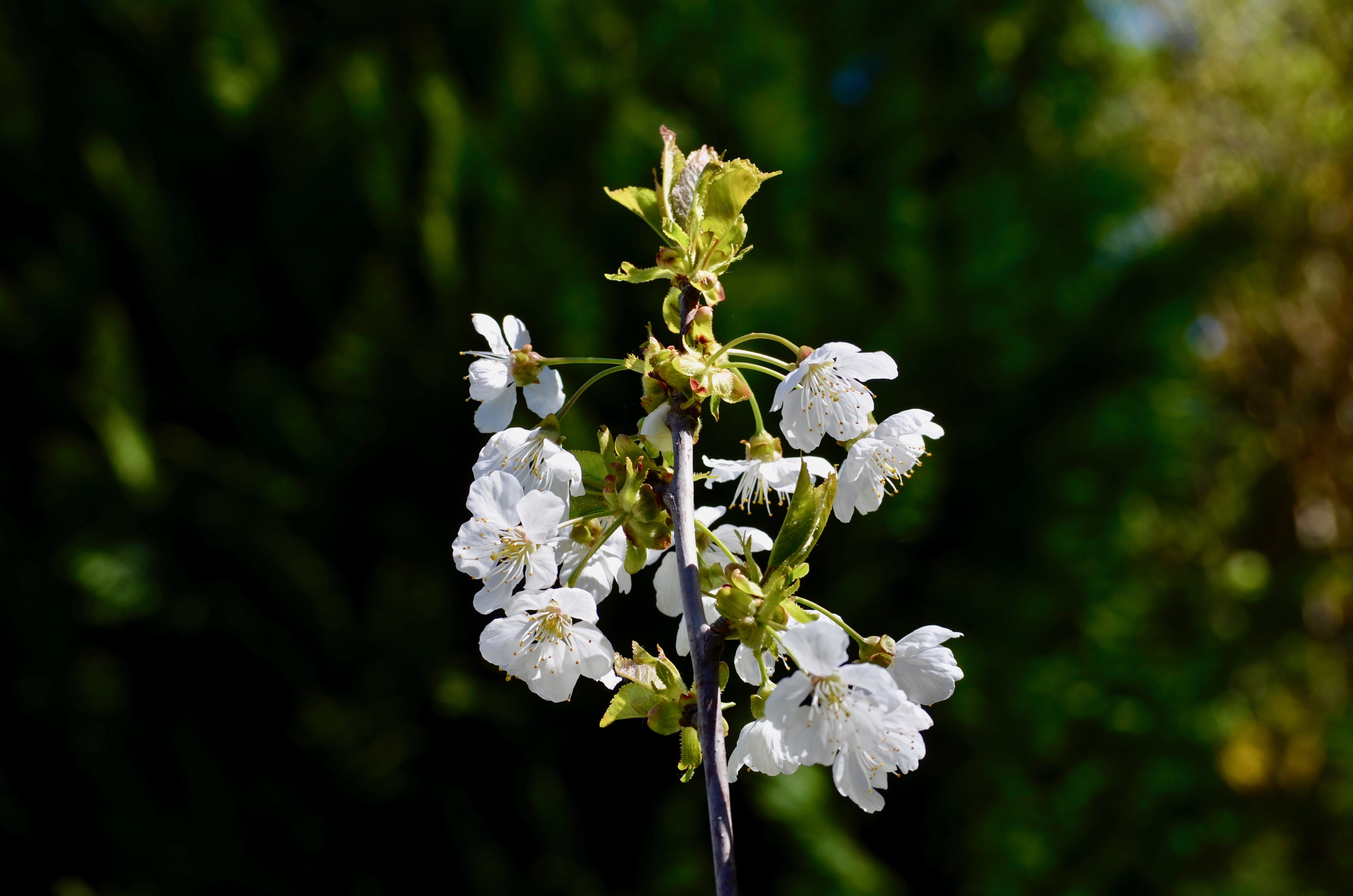 cherry, cherry blossom, cherry tree, flowering twig, spring