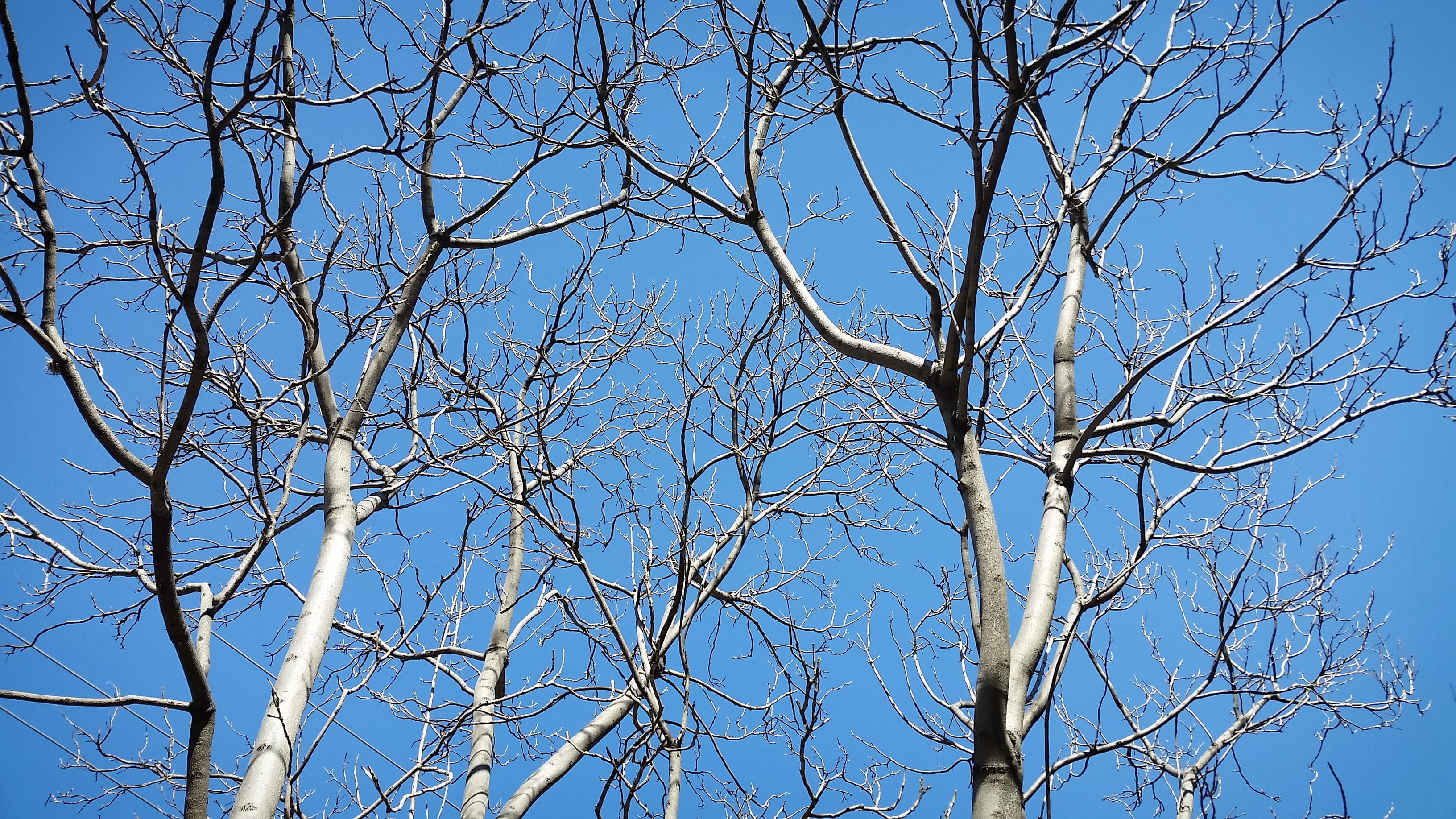 tree, plant, tree trunk, tree issues, texture, branches, trees