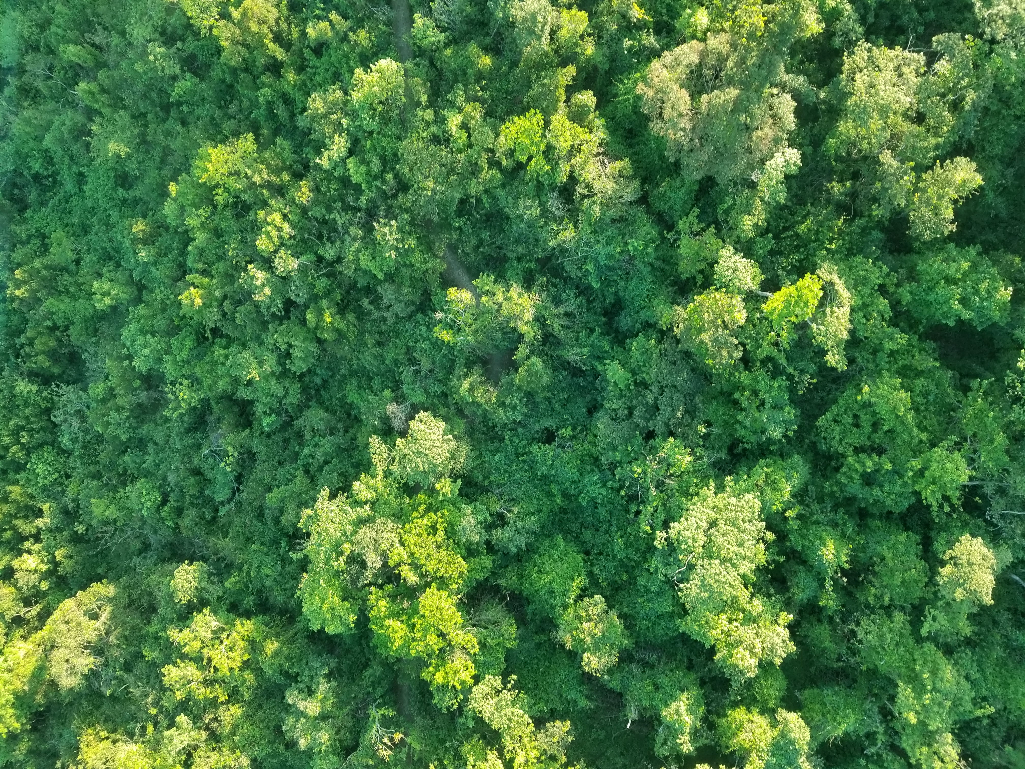 hong kong, lantau island, exappiah, plants, trees, forest, green color