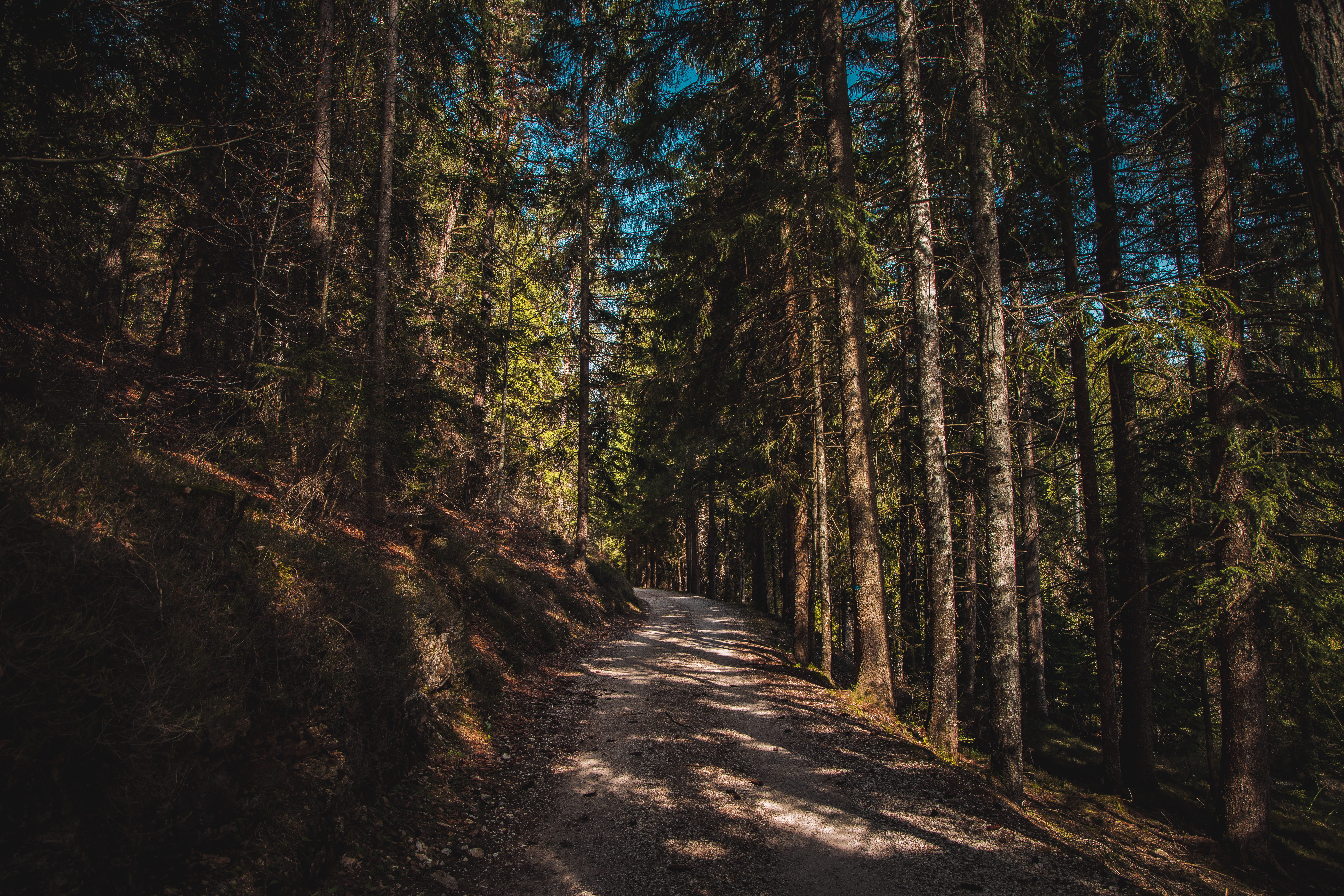 green leafed trees, forest, plant, direction, land, the way forward