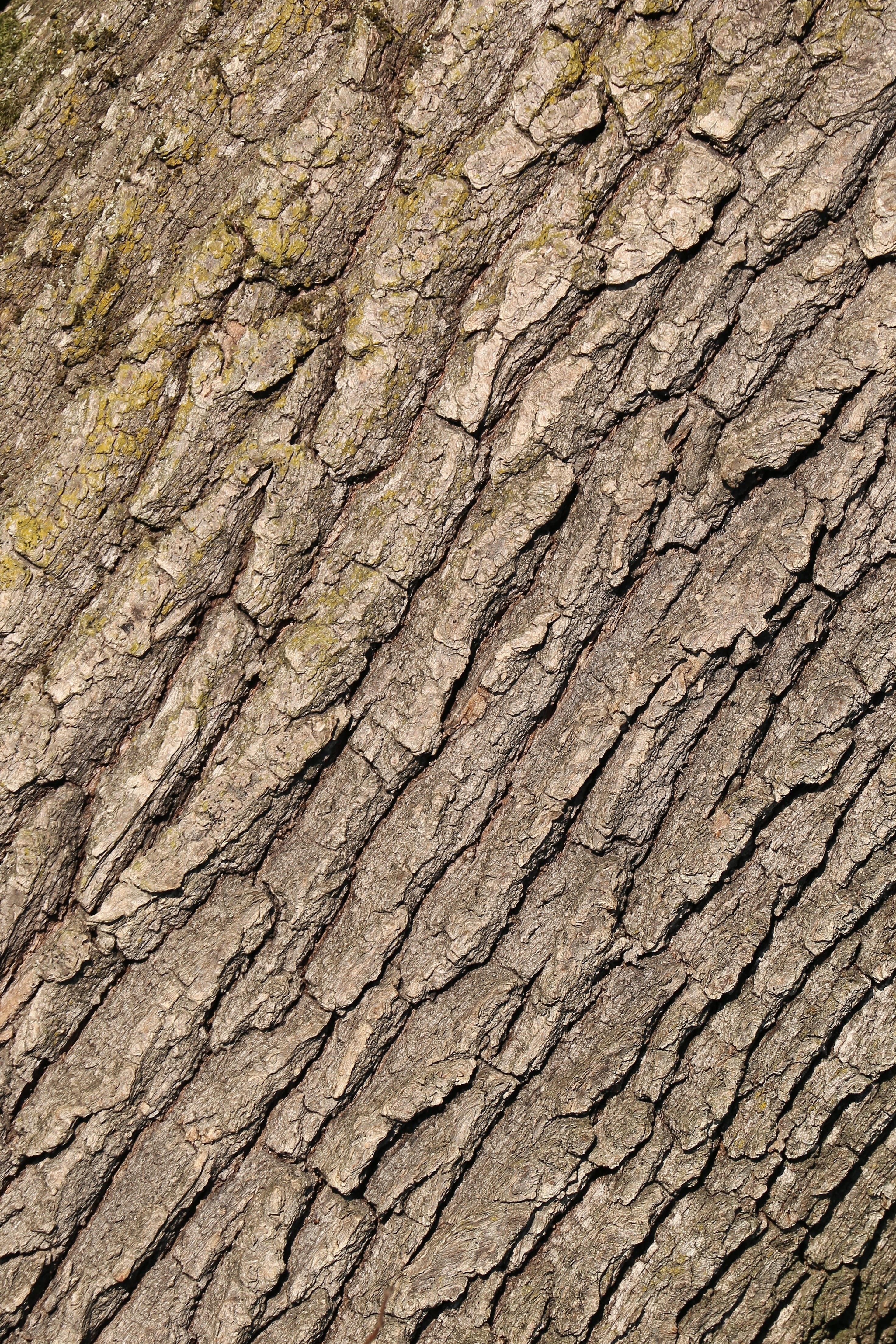 tree bark, forest, nature, pattern, structure, brown, texture